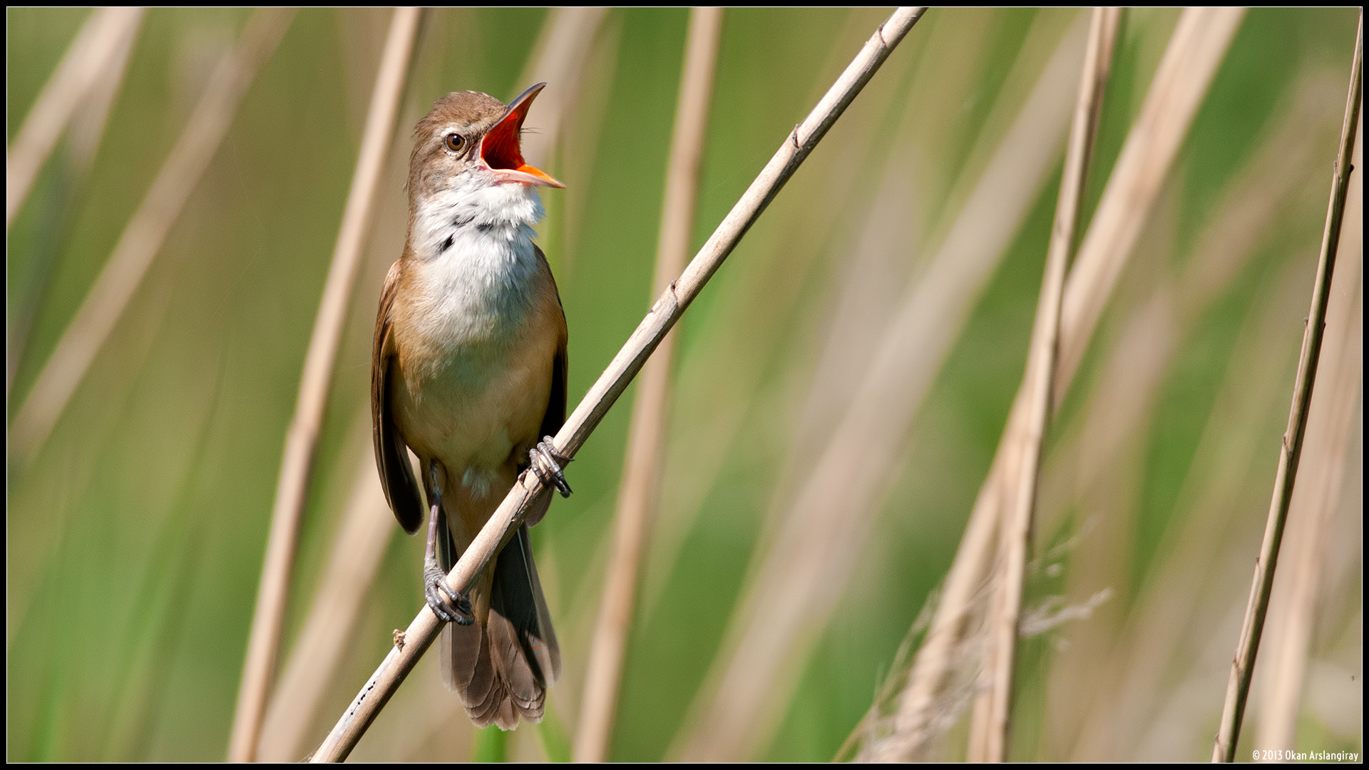 Nikon D300S + Nikon AF-S Nikkor 300mm F4D ED-IF sample photo. Great reed warbler, acrocephalus arundinaceus photography