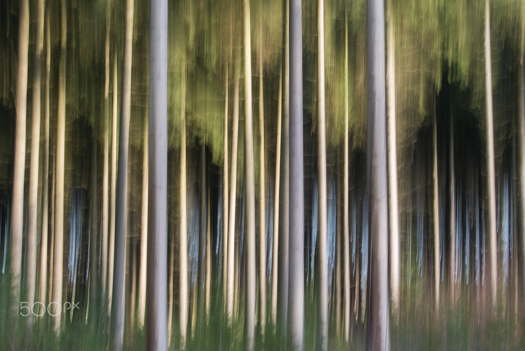 Nikon 1 Nikkor VR 10-30mm F3.5-5.6 sample photo. Wood on te move photography