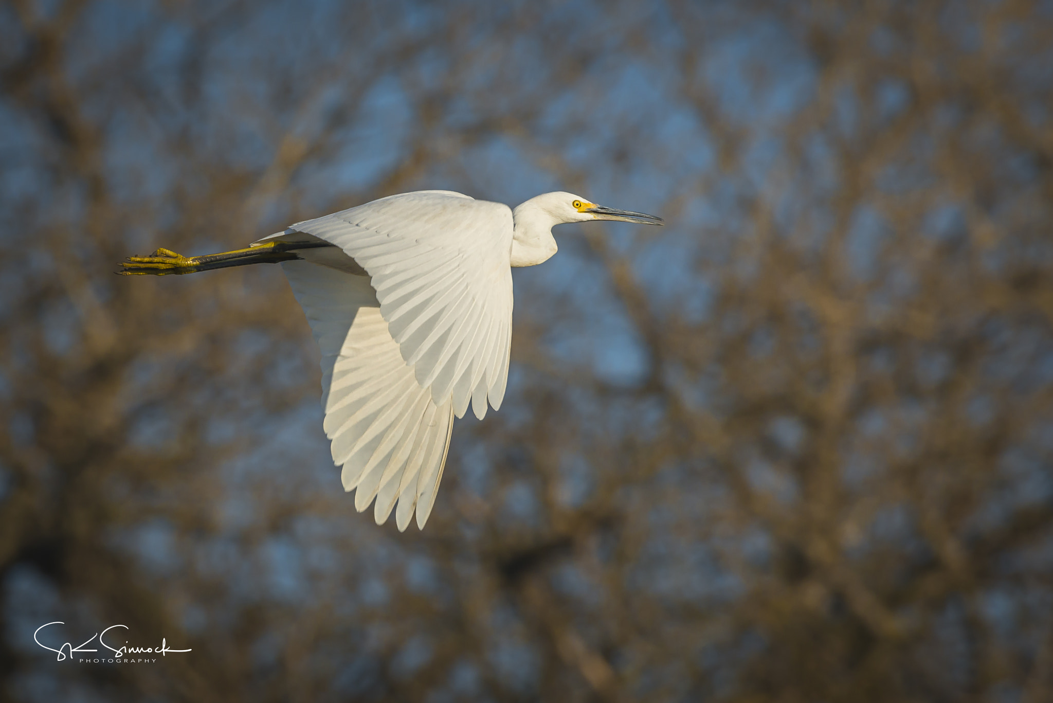 Nikon D800 sample photo. Snowy egret photography