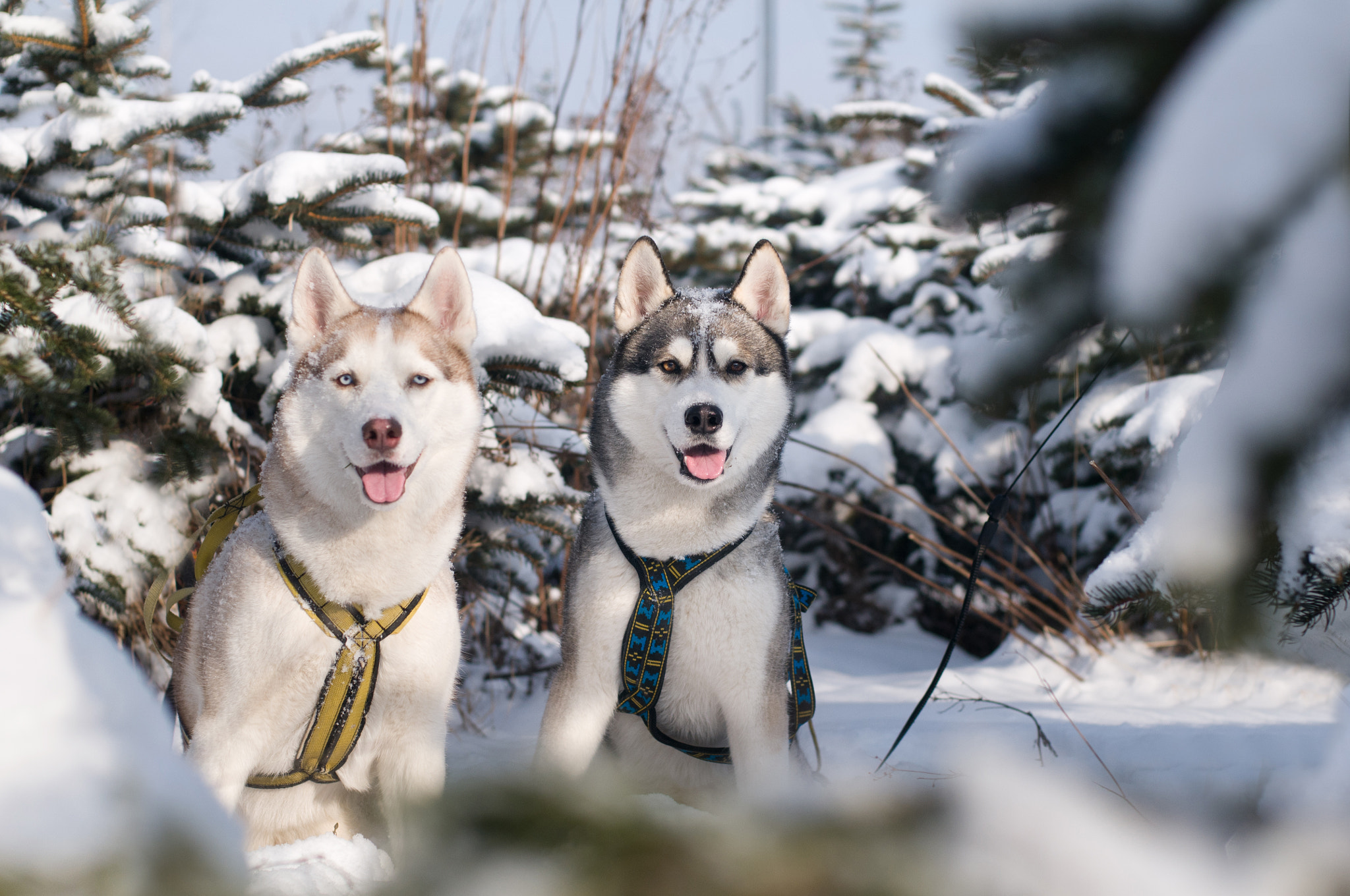 Nikon D300 sample photo. Siberian husky in winter forest photography