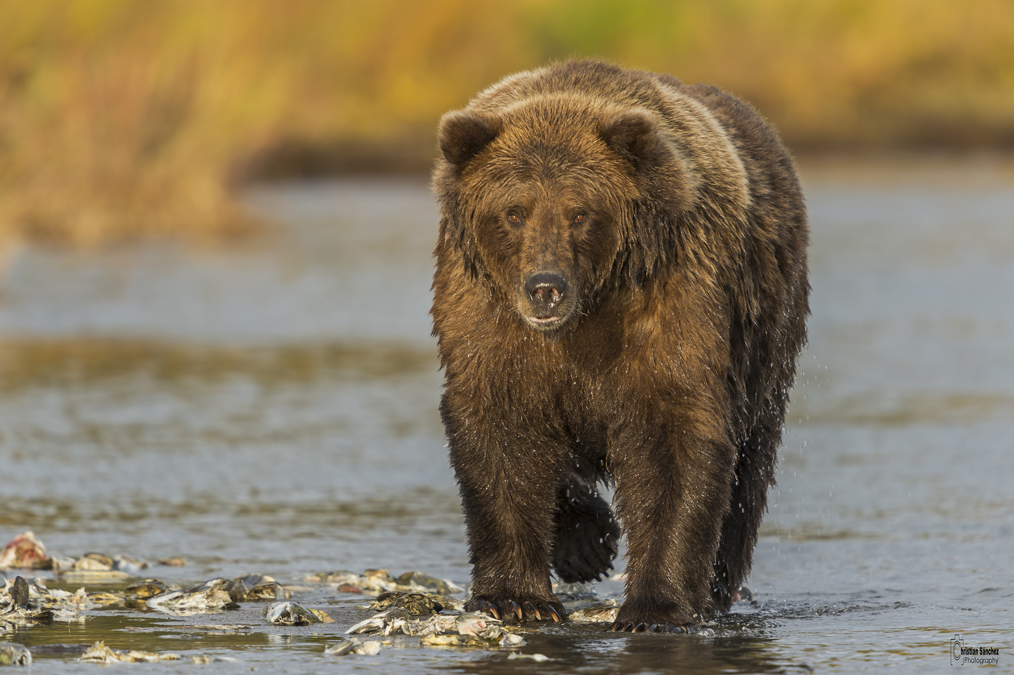 Nikon D4 + Nikon AF-S Nikkor 600mm F4G ED VR sample photo. Grizzly bear  oso grizzly  (ursus arctos horribili photography