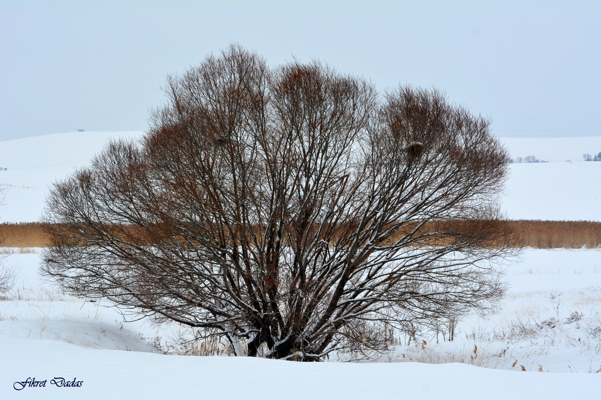 Nikon D7100 + AF Nikkor 70-210mm f/4-5.6 sample photo. Aglama agac photography