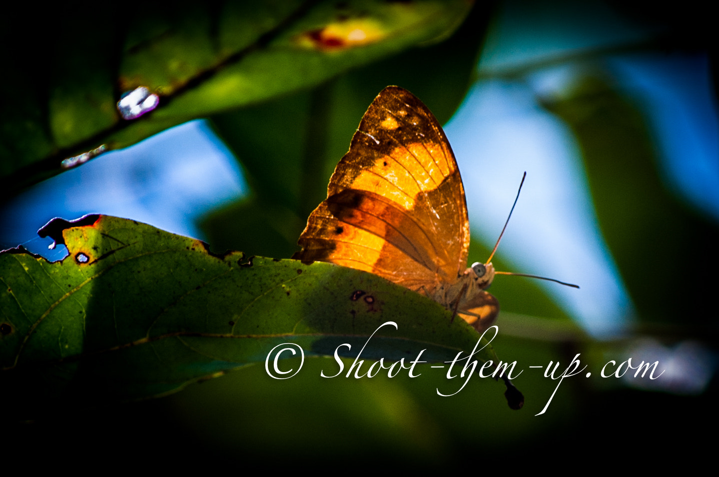 Nikon D3 sample photo. Eye contact with insect photography