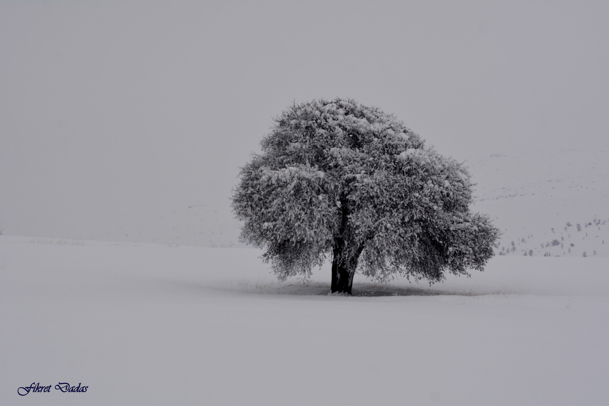 Nikon D7100 + AF Nikkor 70-210mm f/4-5.6 sample photo. Büyük agac photography