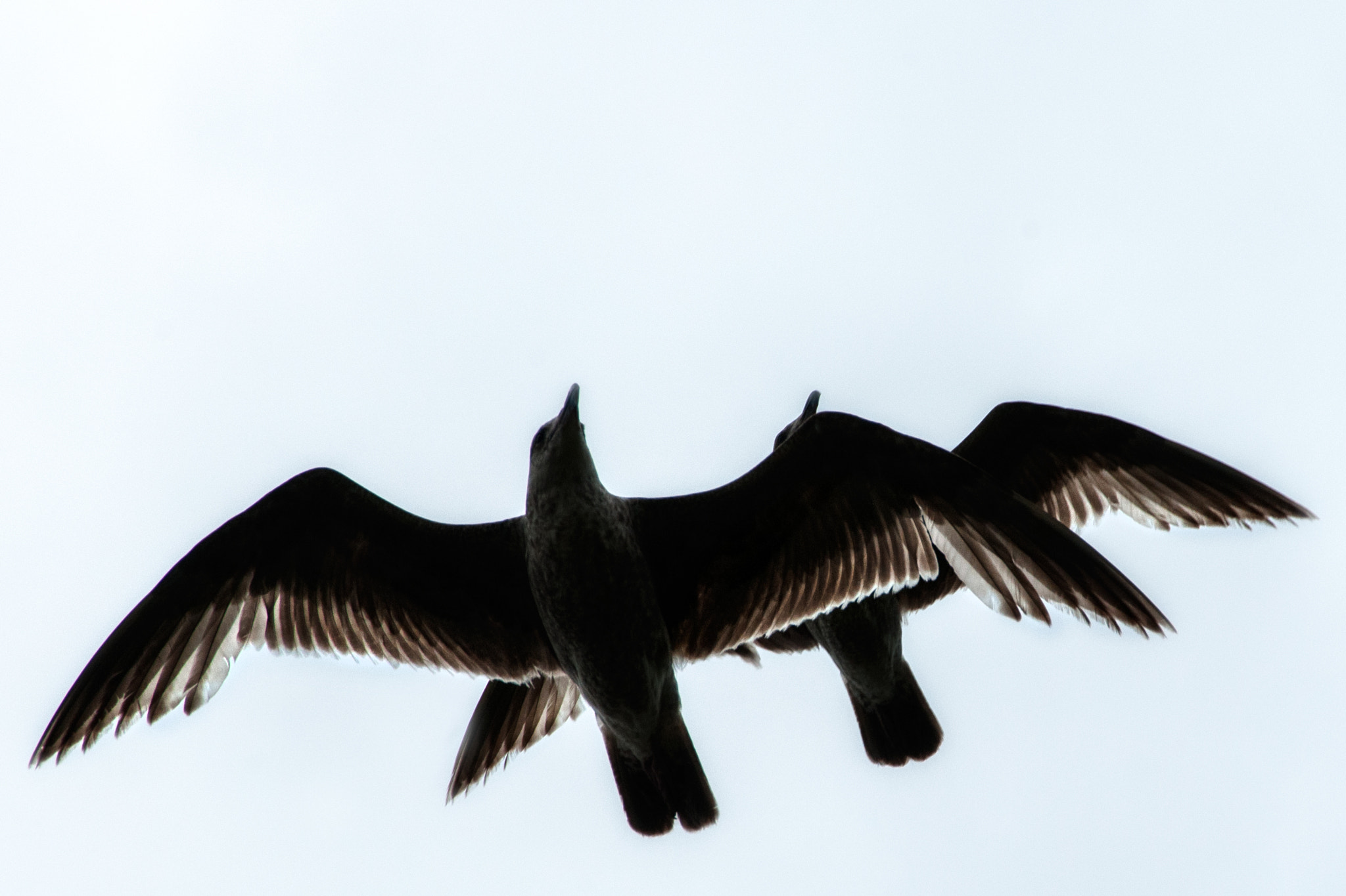 Nikon D300 sample photo. Gulls photography