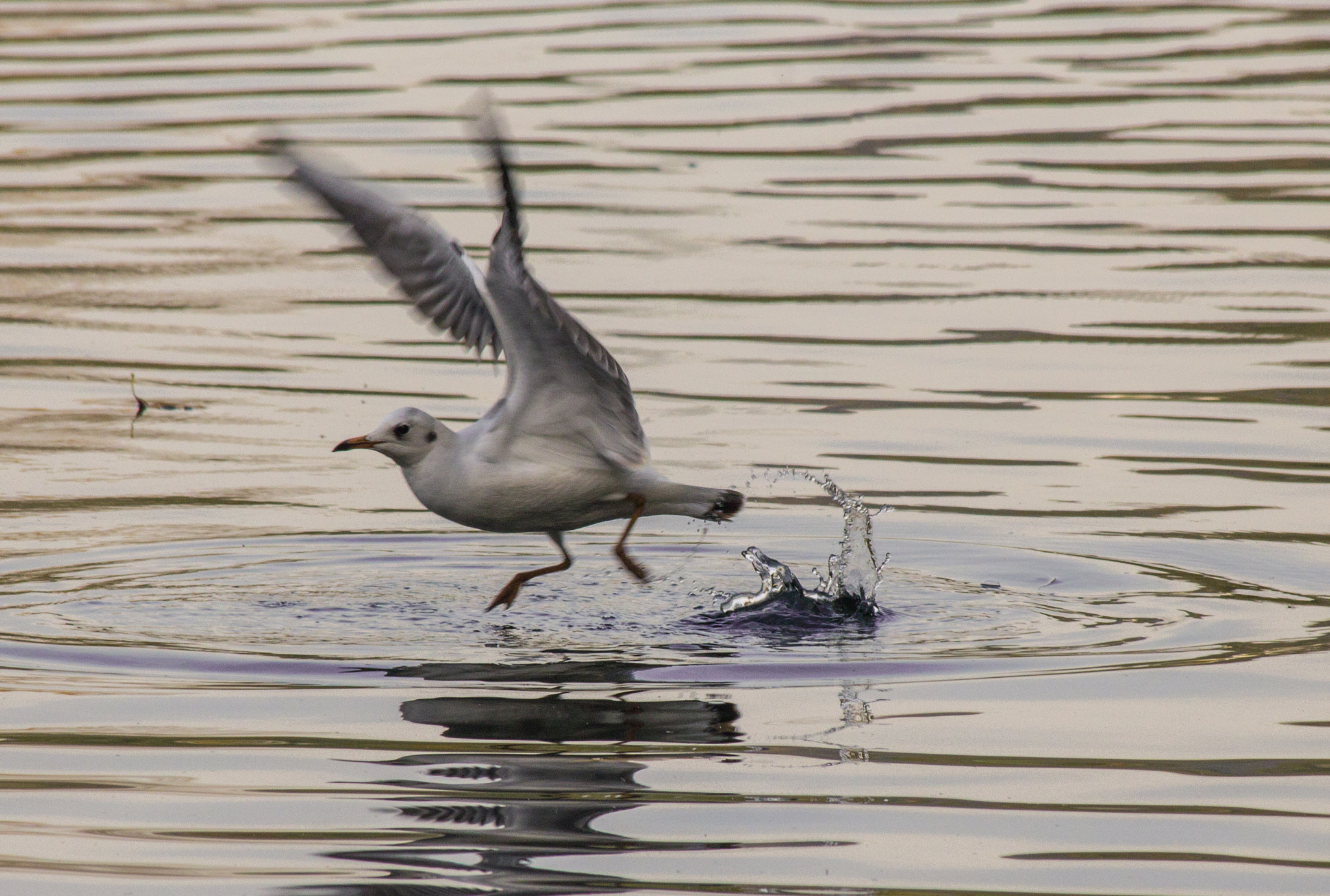 Canon EF 70-300mm F4-5.6 IS USM sample photo. Dancing on the water photography