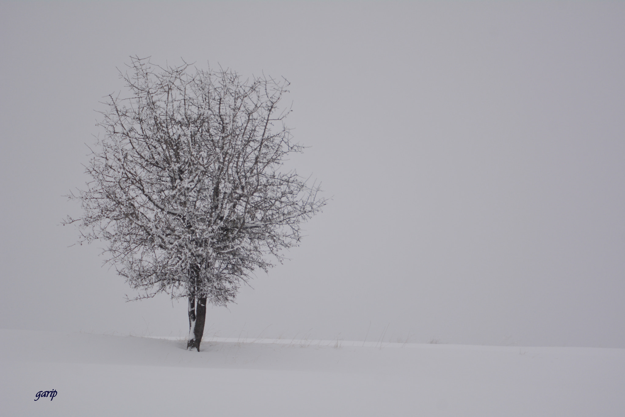 Nikon D7100 + AF Nikkor 70-210mm f/4-5.6 sample photo. Garip ağac photography