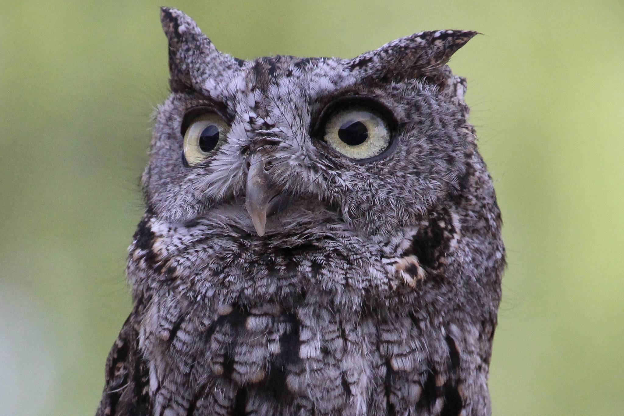 Canon EOS 100D (EOS Rebel SL1 / EOS Kiss X7) sample photo. Western screech owl photography