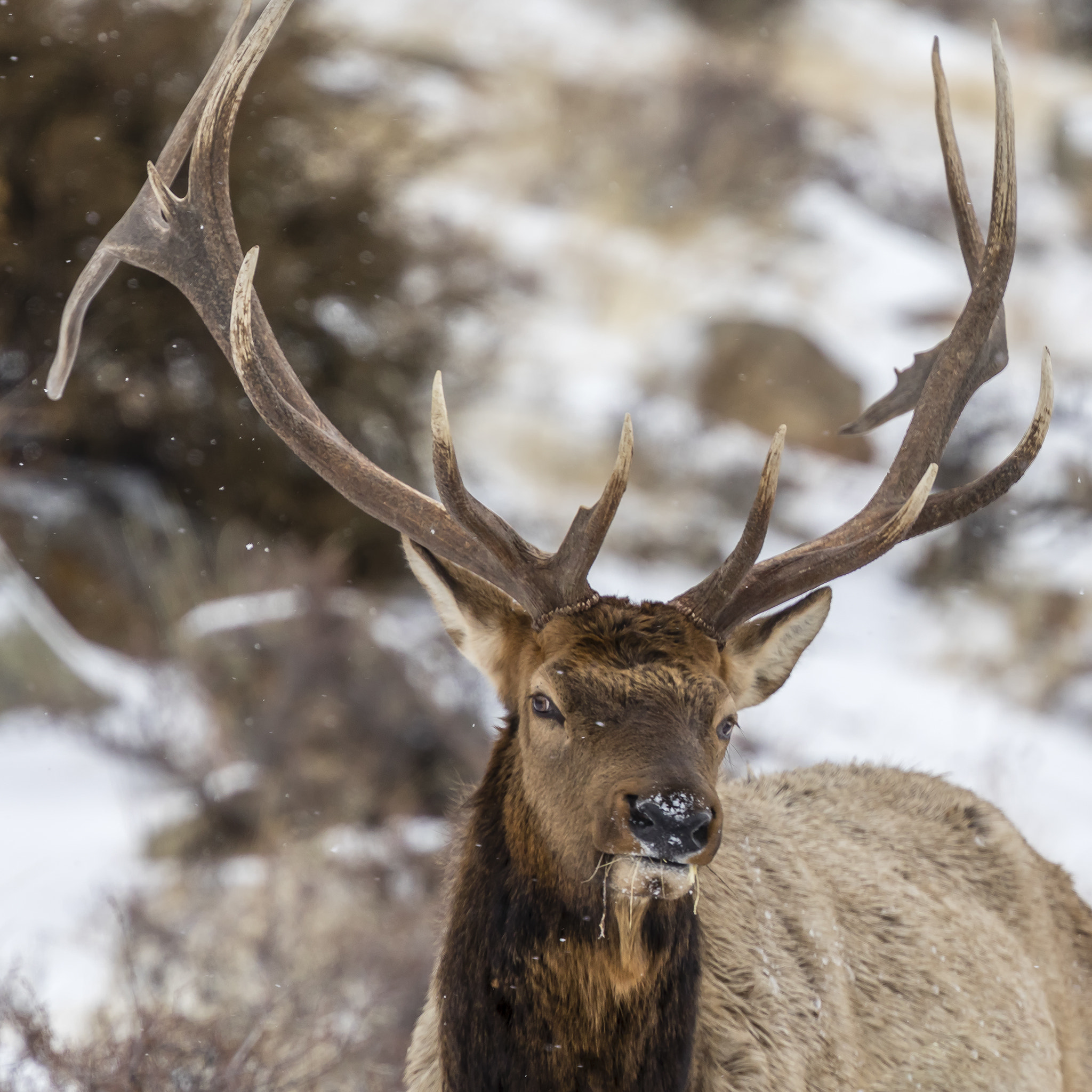 Canon EOS 5D Mark IV + Canon EF 400mm F4 DO IS II USM sample photo. Gentle giant photography