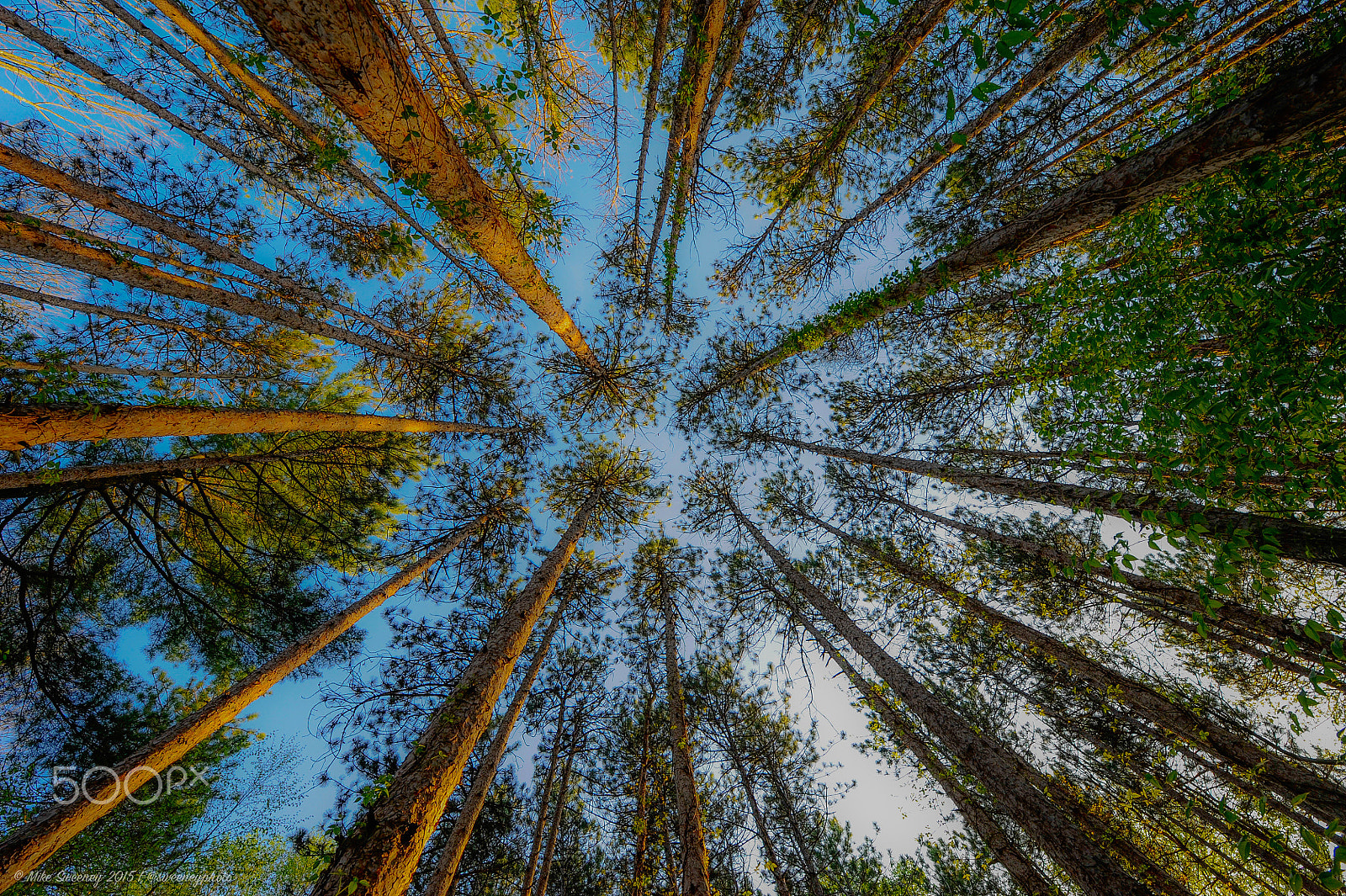 Nikon D3 sample photo. Deep in the forest photography