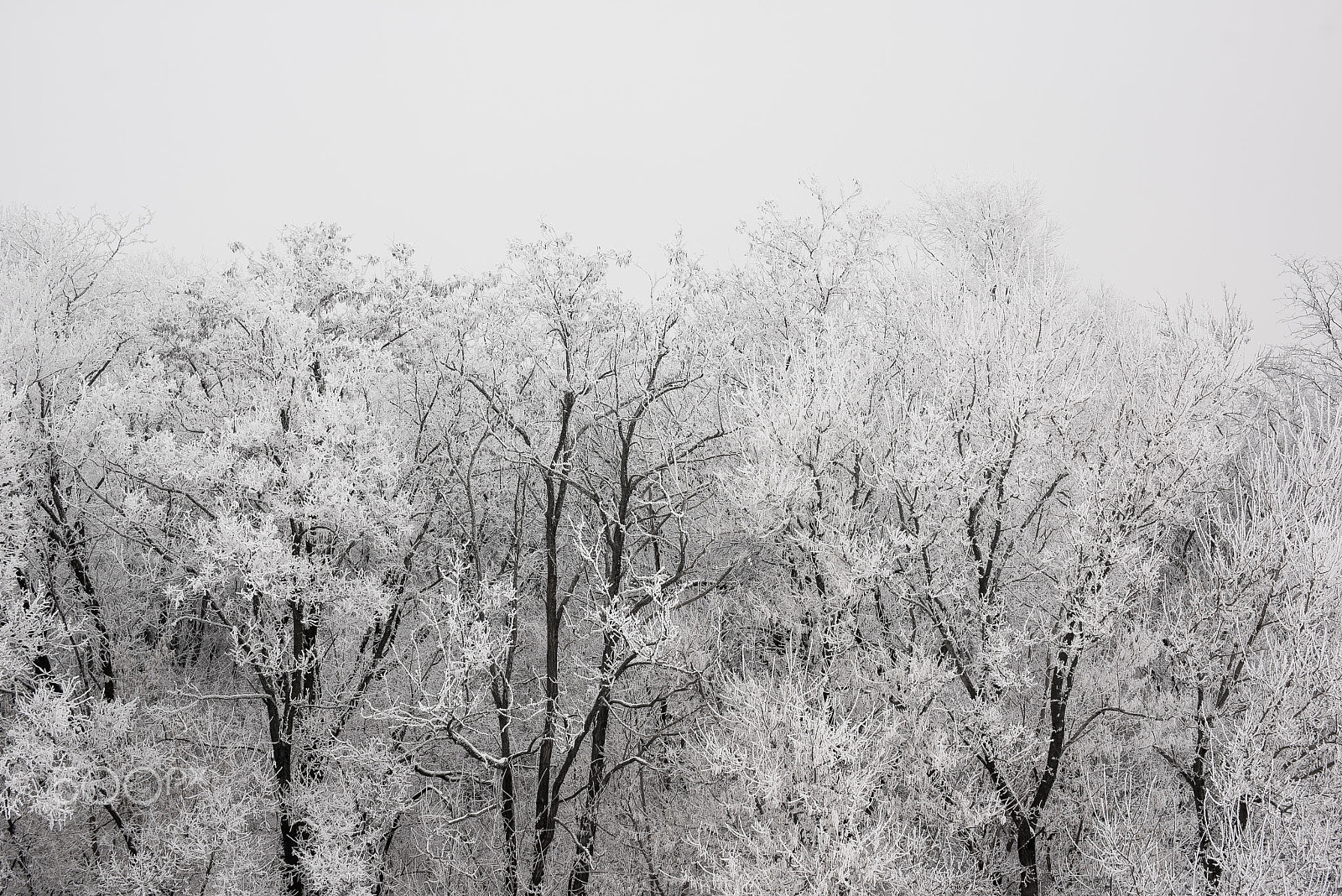 Nikon D810 sample photo. Winter morning photography