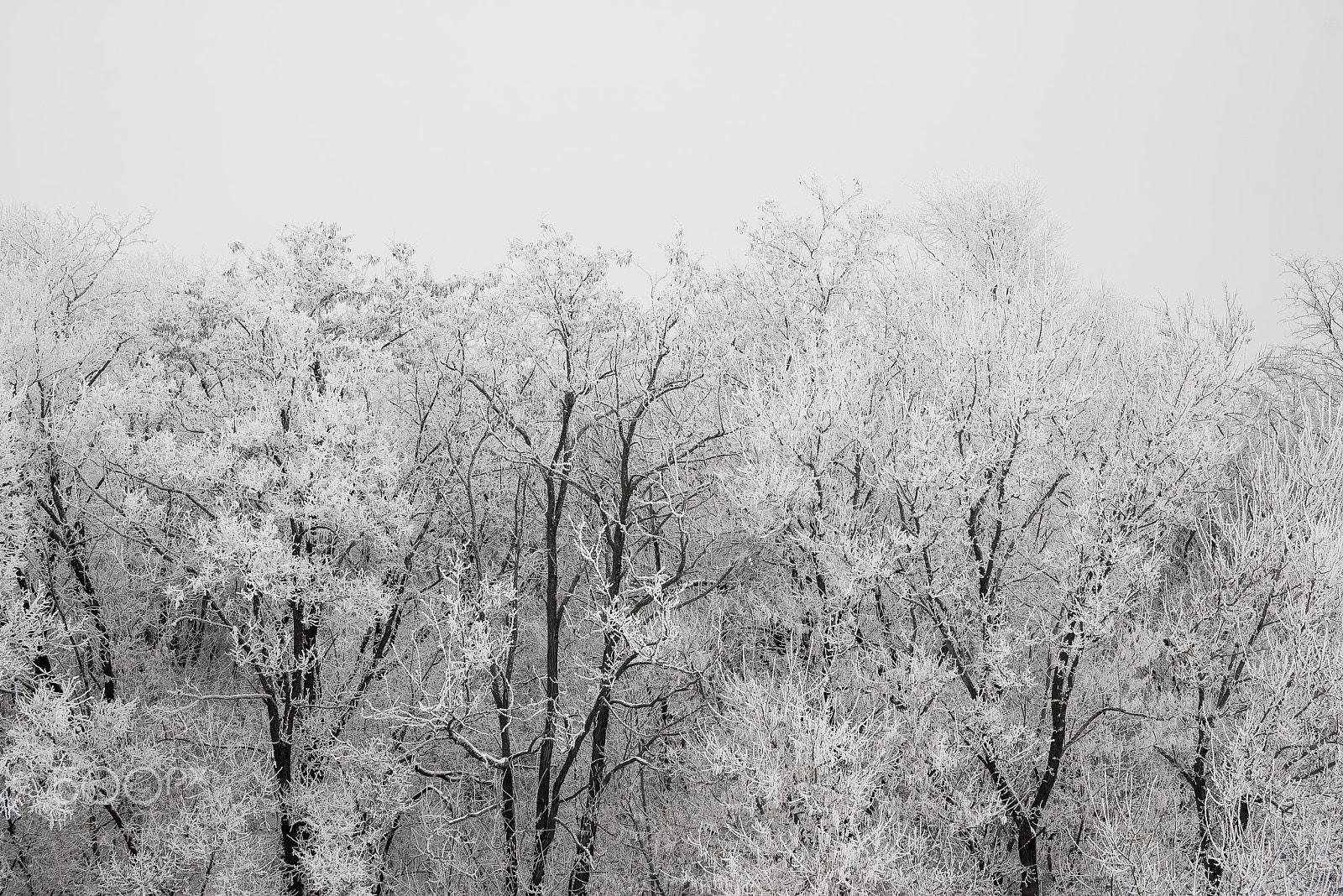 Nikon D810 + Sigma 50mm F1.4 EX DG HSM sample photo. Winter morning photography