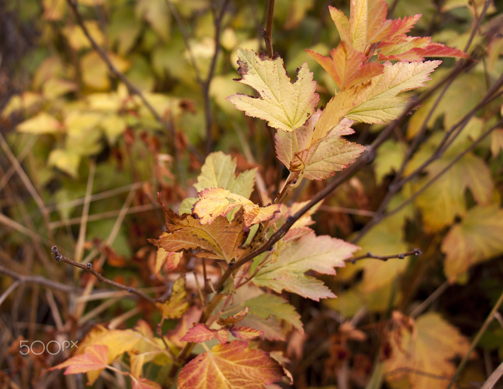 Canon EOS 50D sample photo. Colors photography