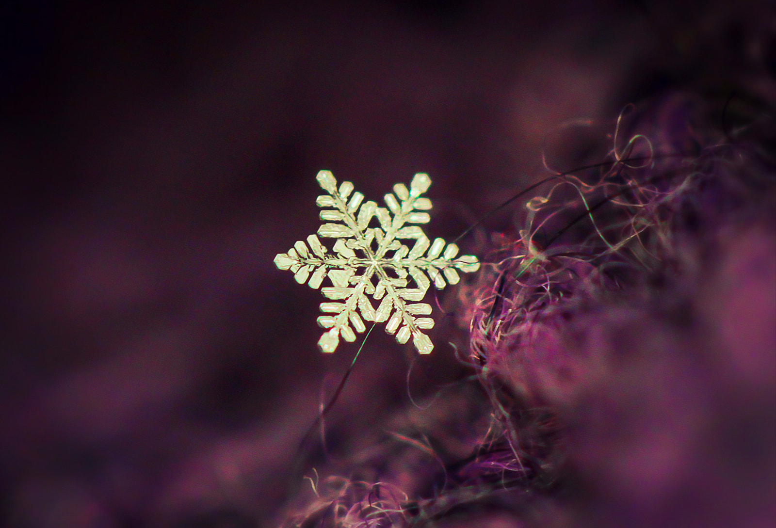 Canon EF 100mm F2.8L Macro IS USM sample photo. A mini snowflake photography