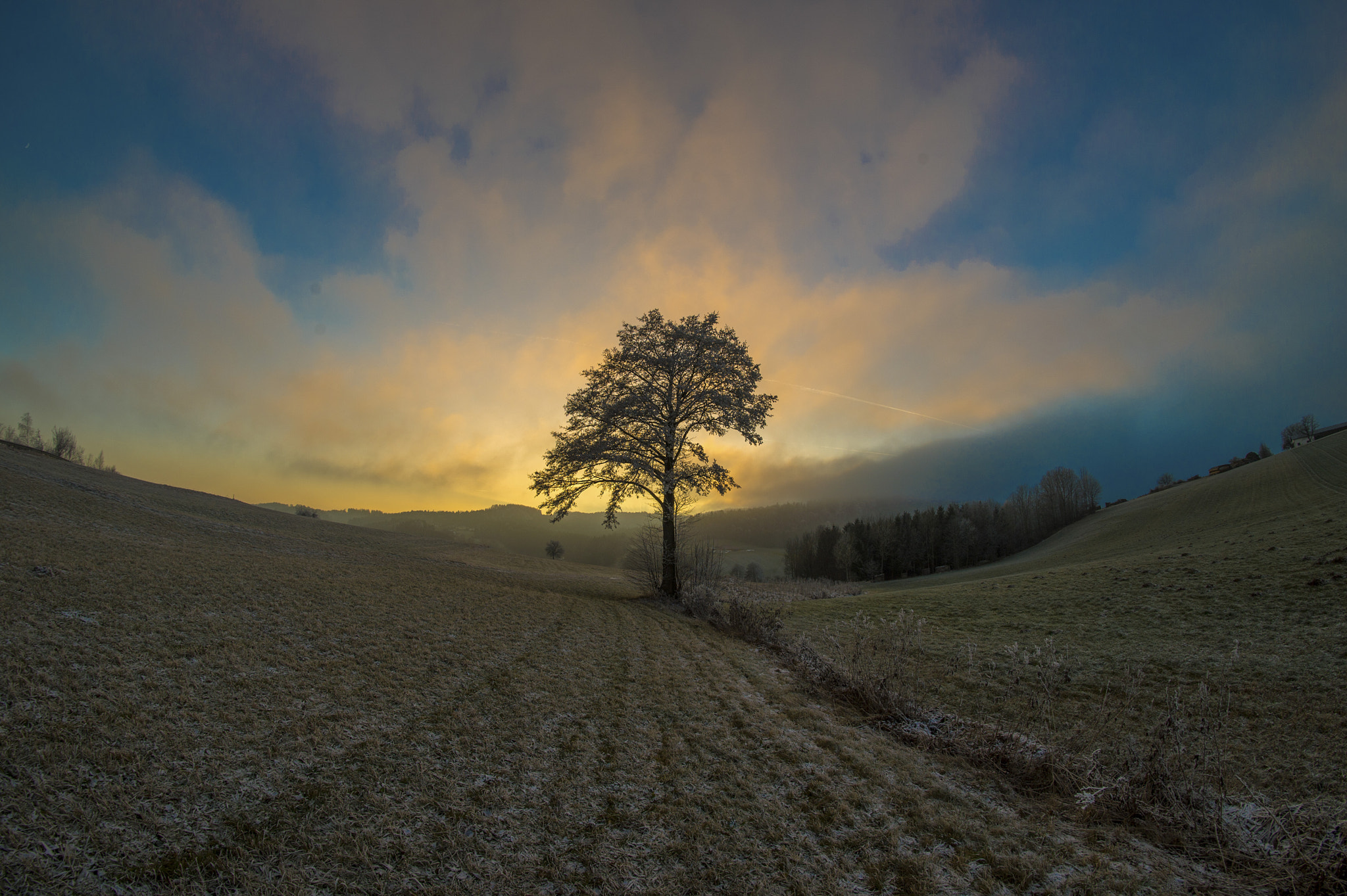 Samyang 12mm F2.8 ED AS NCS Fisheye sample photo. Lonely tree photography