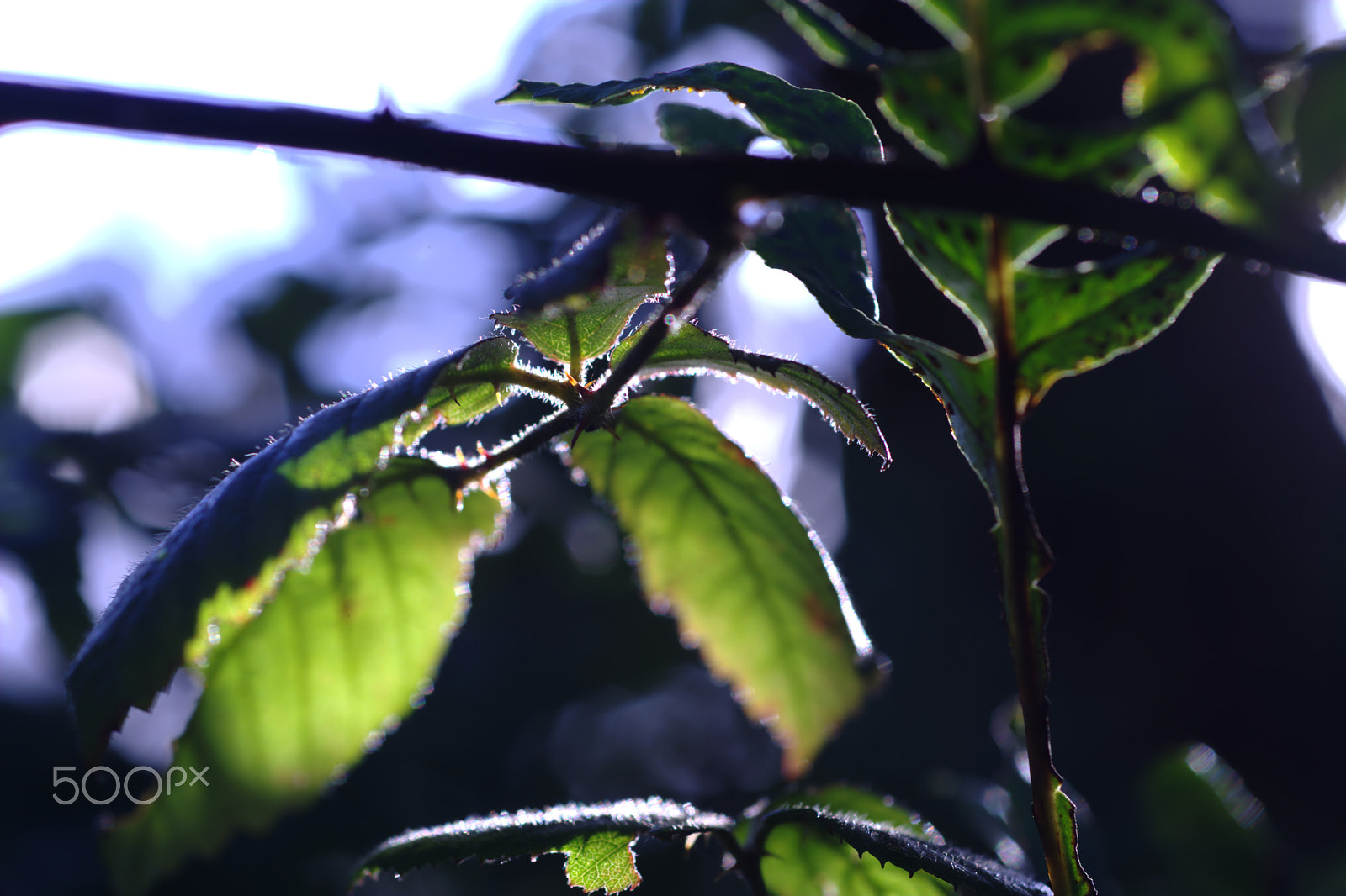 Nikon D7100 + Nikon AF Micro-Nikkor 60mm F2.8D sample photo. Autumn blackberry leaves backlit photography