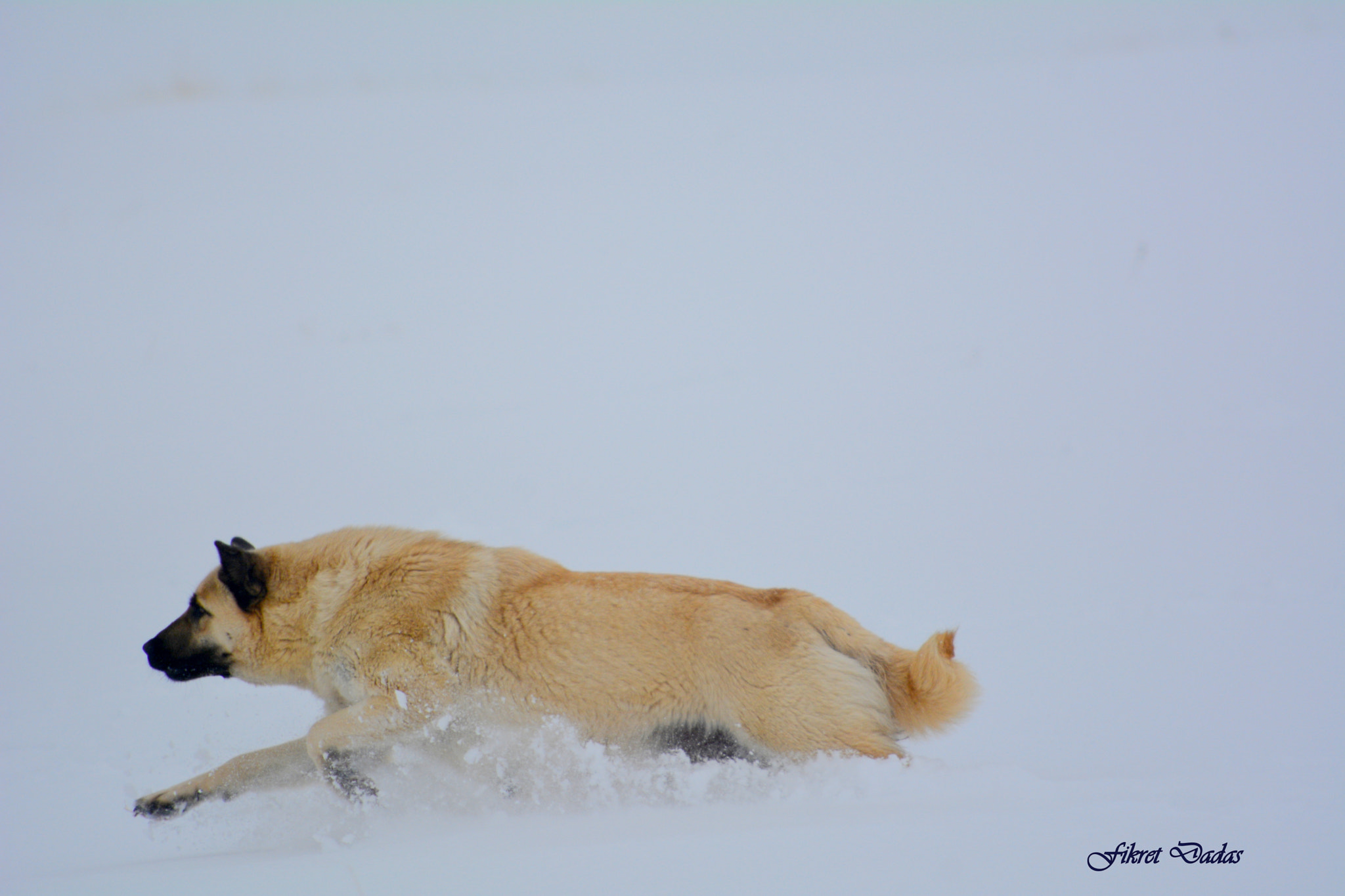 Nikon D7100 + AF Nikkor 70-210mm f/4-5.6 sample photo. Köpek karda uçuyor photography