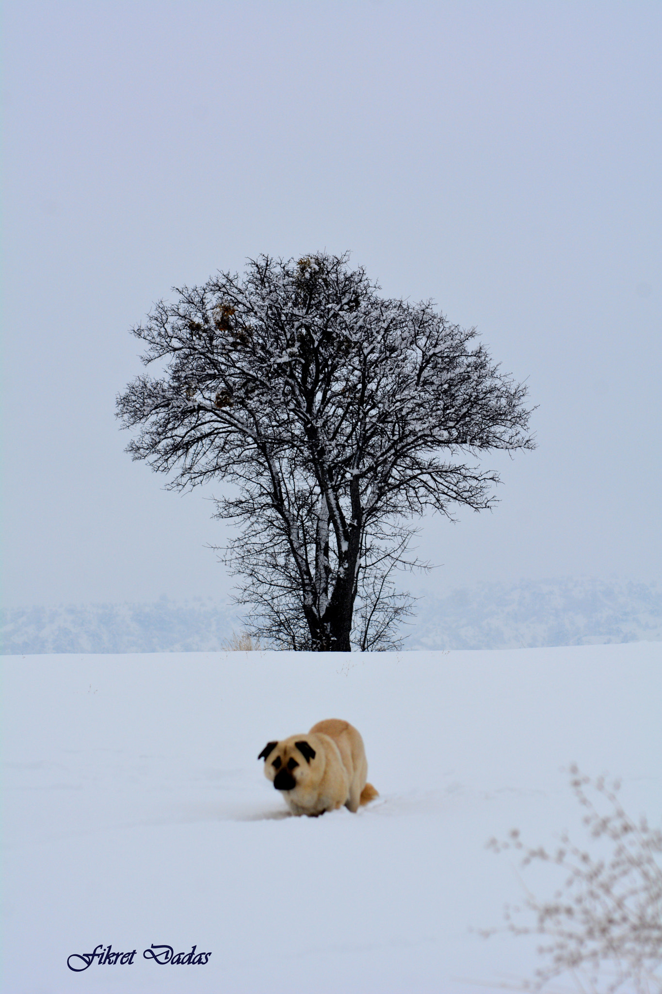 Nikon D7100 + AF Nikkor 70-210mm f/4-5.6 sample photo. Yalnız köpek photography