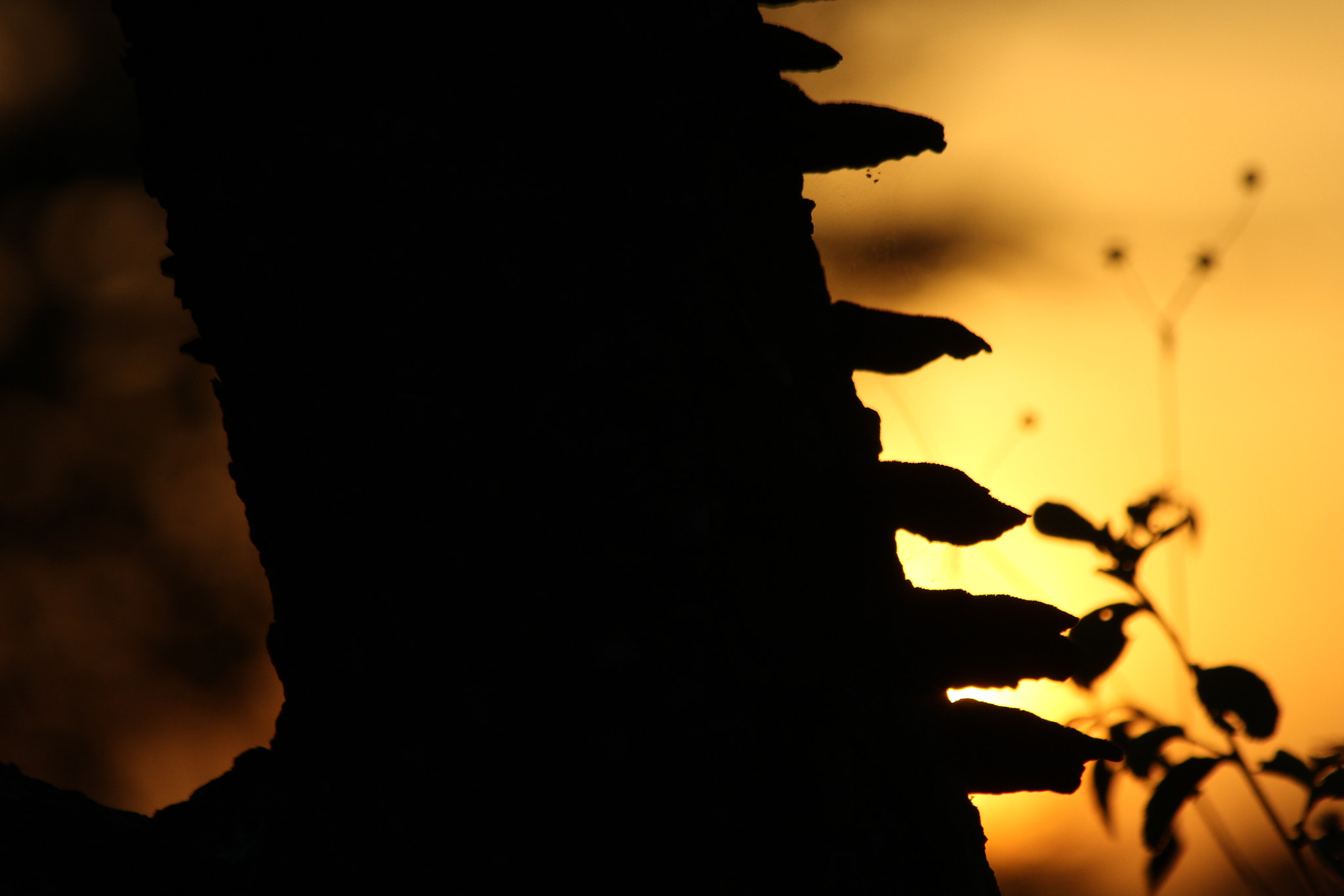 Canon EF 70-300mm F4-5.6 IS USM sample photo. Sunset  photography