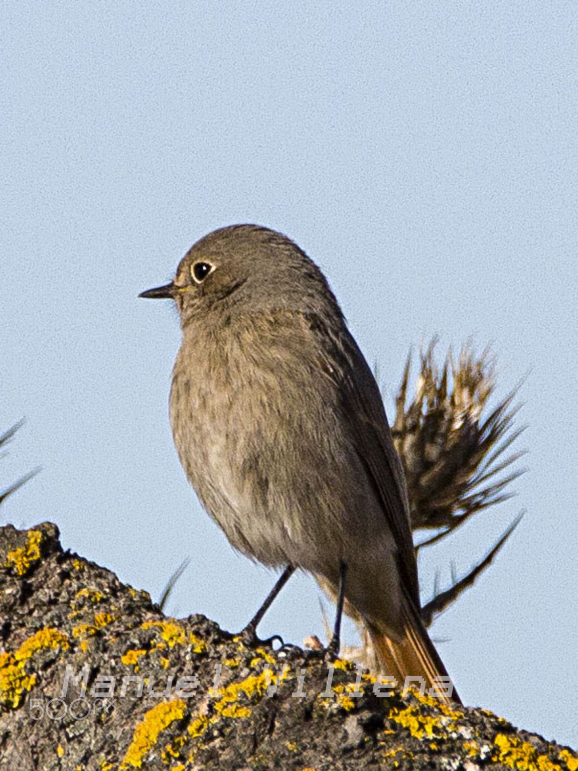 Tamron SP 150-600mm F5-6.3 Di VC USD sample photo. Colirrojo tizón hembra photography