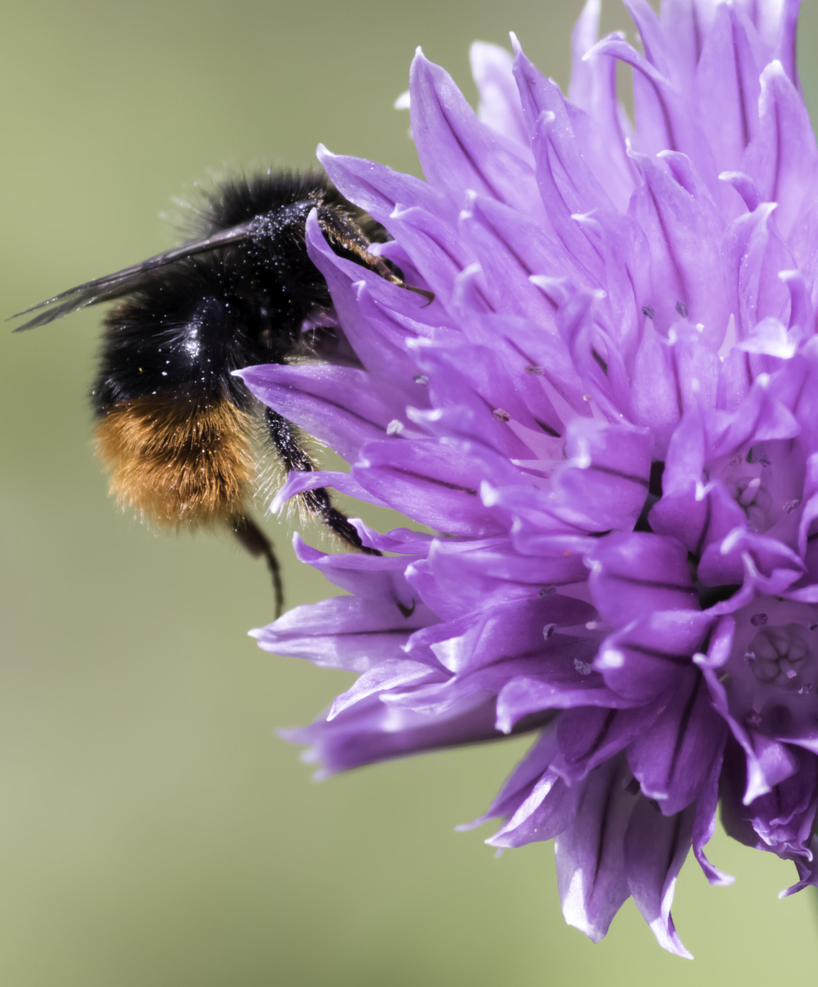 Tokina AT-X Pro 100mm F2.8 Macro sample photo. Copper bottomed photography