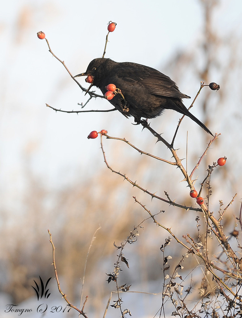 Nikon D700 + Nikon AF-S Nikkor 300mm F4D ED-IF sample photo. .:hungry bird:. photography