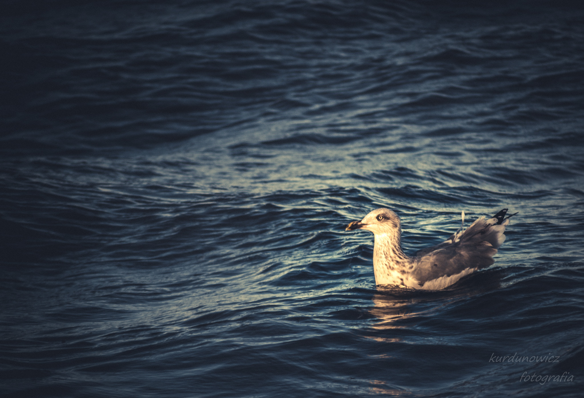 Canon EOS 500D (EOS Rebel T1i / EOS Kiss X3) sample photo. Alone at the sea photography