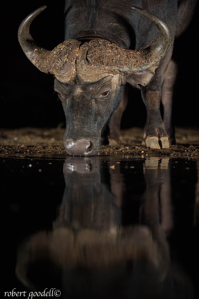 Nikon D4 sample photo. Cape buffalo drinking at night photography