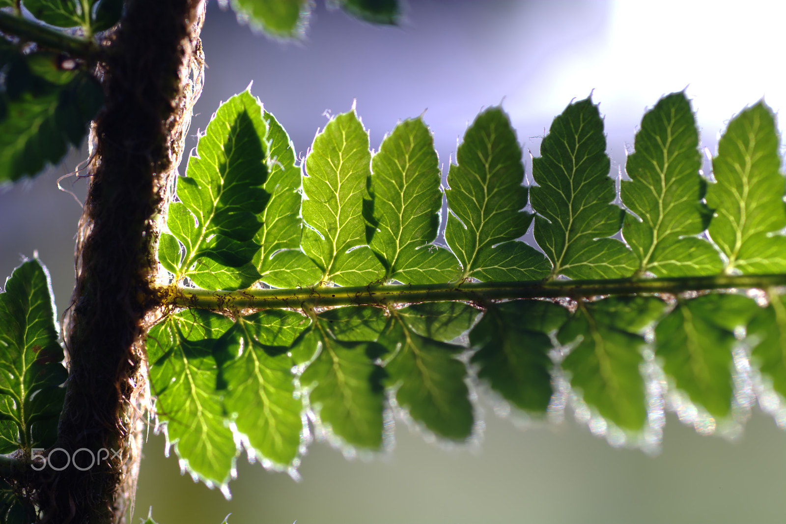 Nikon D7100 + Nikon AF Micro-Nikkor 60mm F2.8D sample photo. Fern leaf backlit by autumn sunlight photography