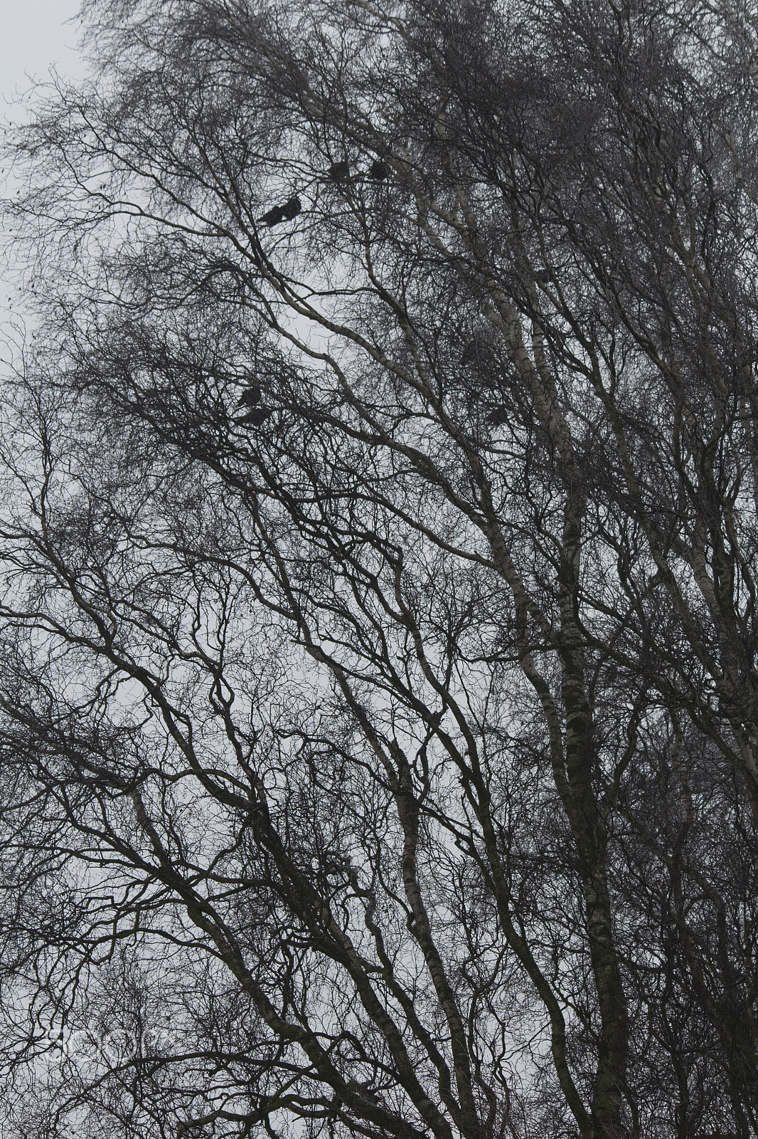 Canon EF-S 55-250mm F4-5.6 IS sample photo. Uncompromised photography