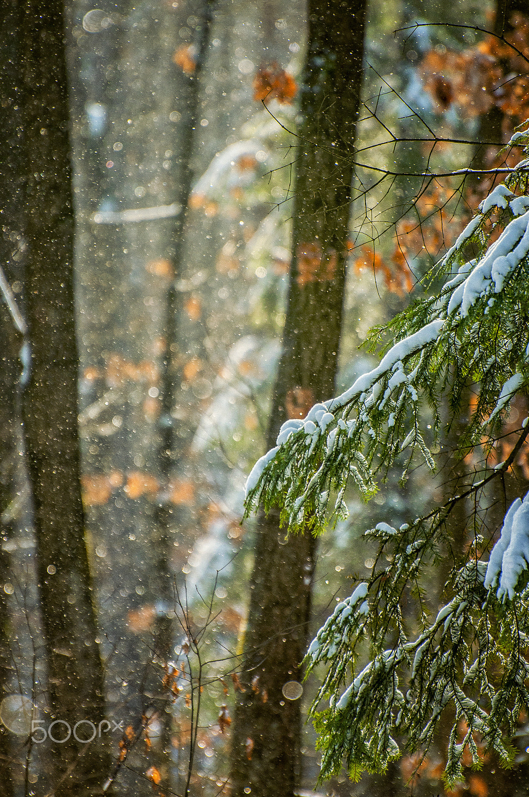 Nikon D300S sample photo. Winterland photography