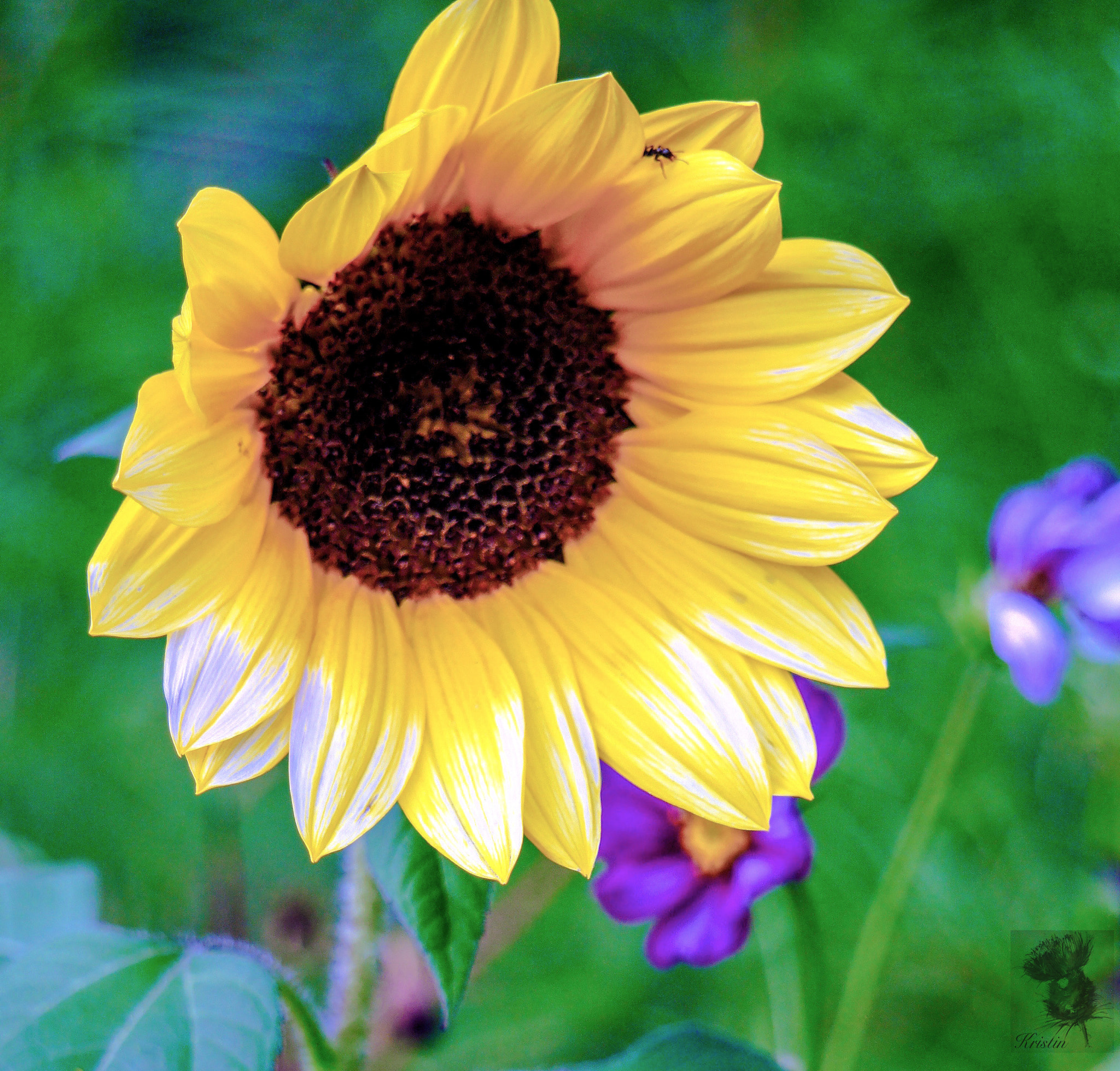 Sony Alpha NEX-3 sample photo. Happy day photography