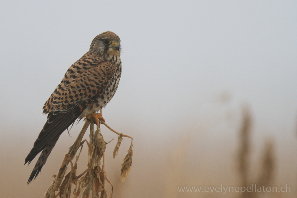 Canon EF 300mm F2.8L IS USM sample photo. Attente hivernale photography