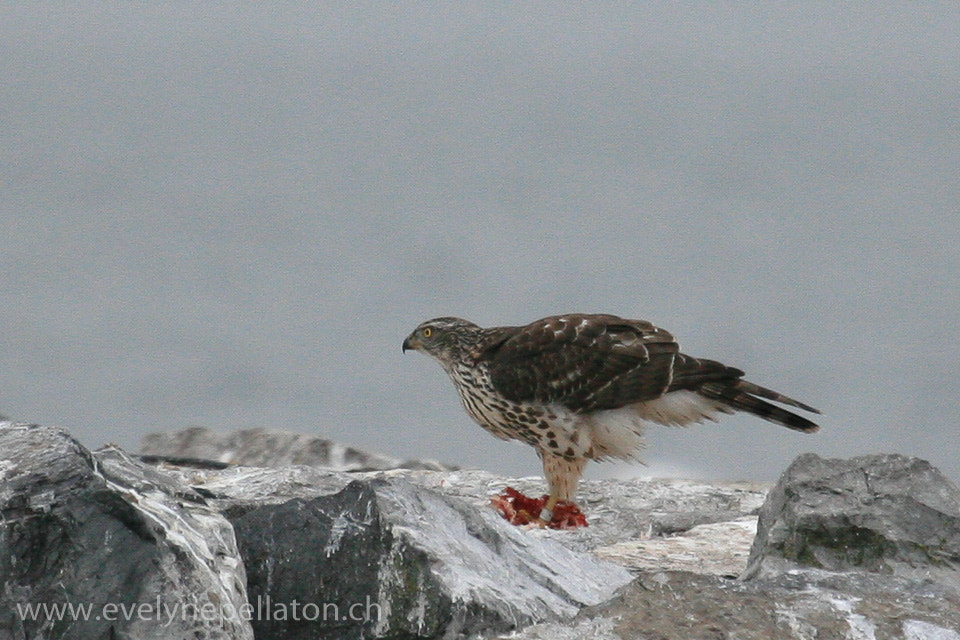 Canon EF 100-400mm F4.5-5.6L IS USM sample photo. Dans ses serres photography