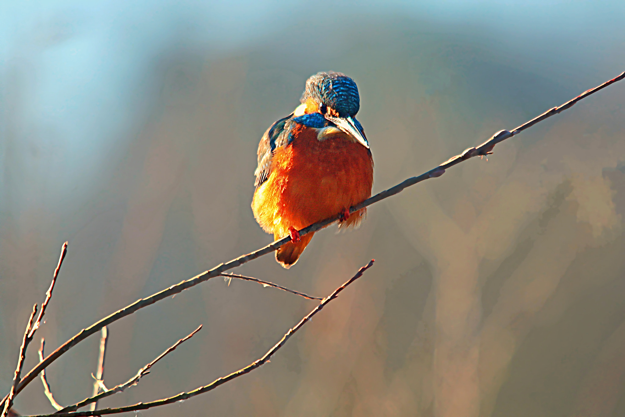 Sigma 150-500mm F5-6.3 DG OS HSM sample photo. Img photography