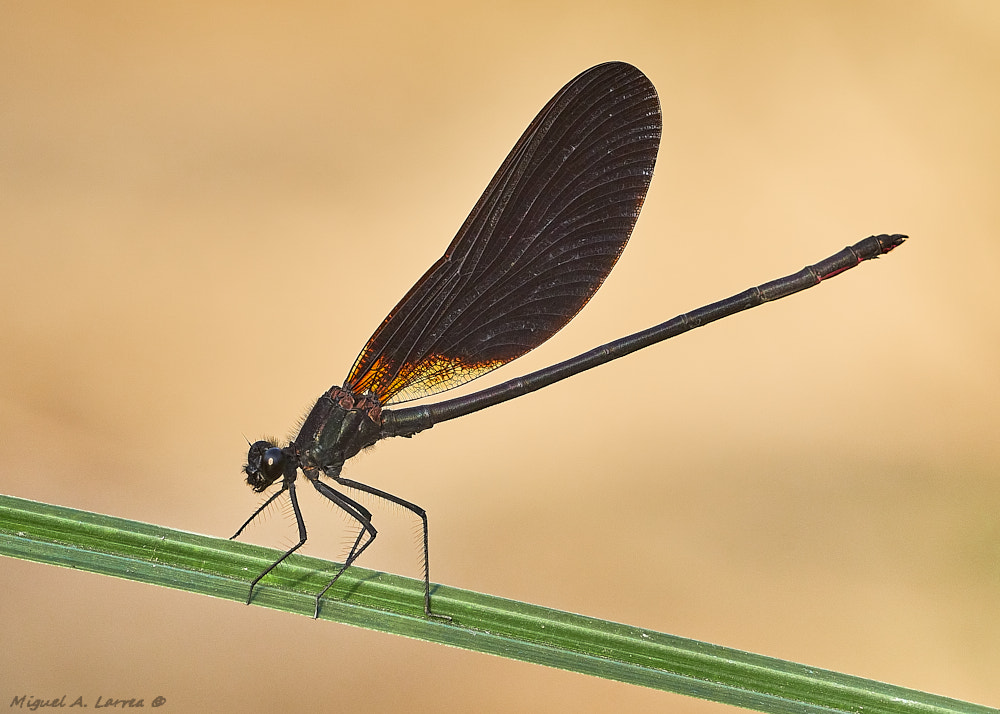 Sony ILCA-77M2 sample photo. Calopteryx haemorrhoidalis photography