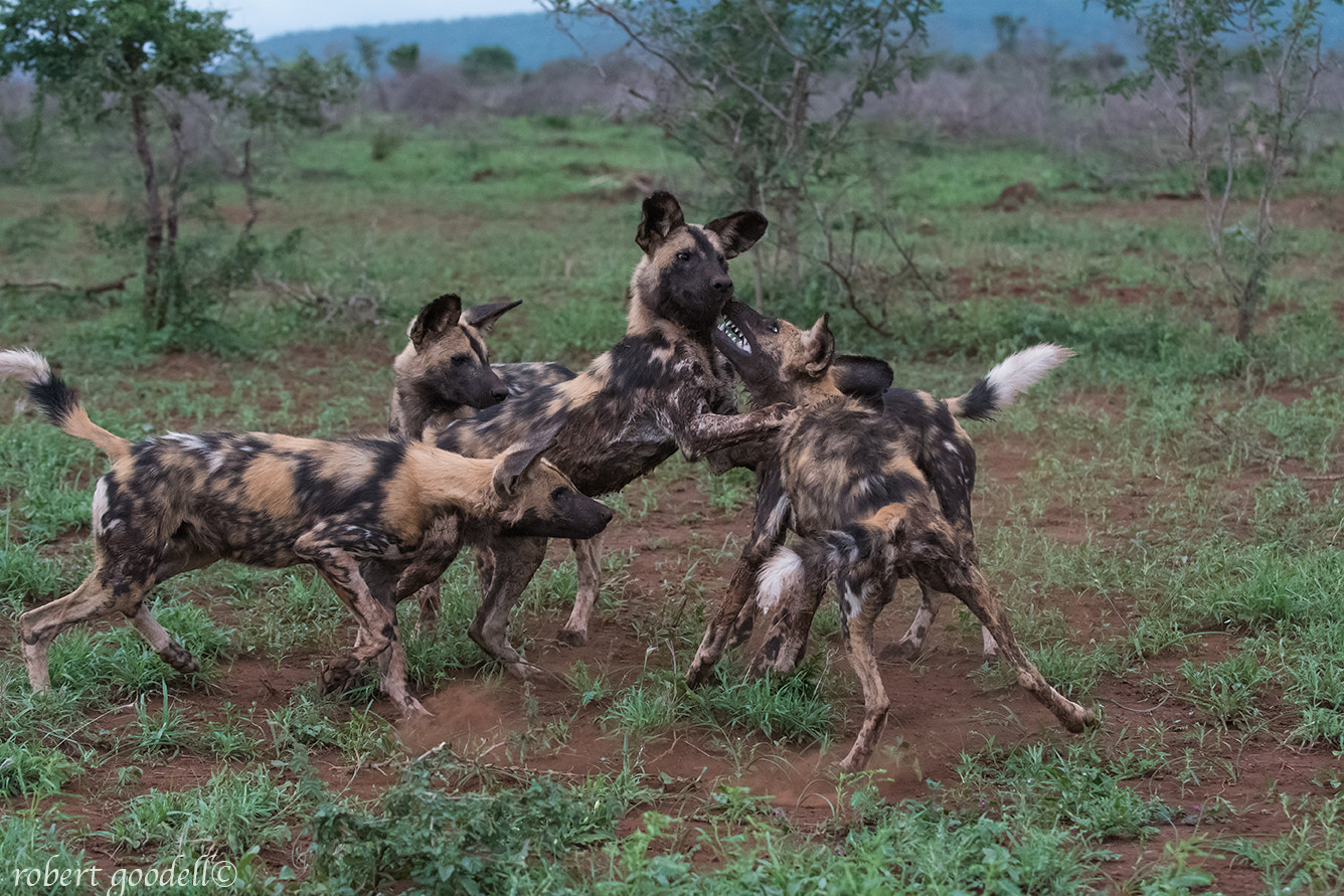 Nikon D500 sample photo. Painted dogs playing photography