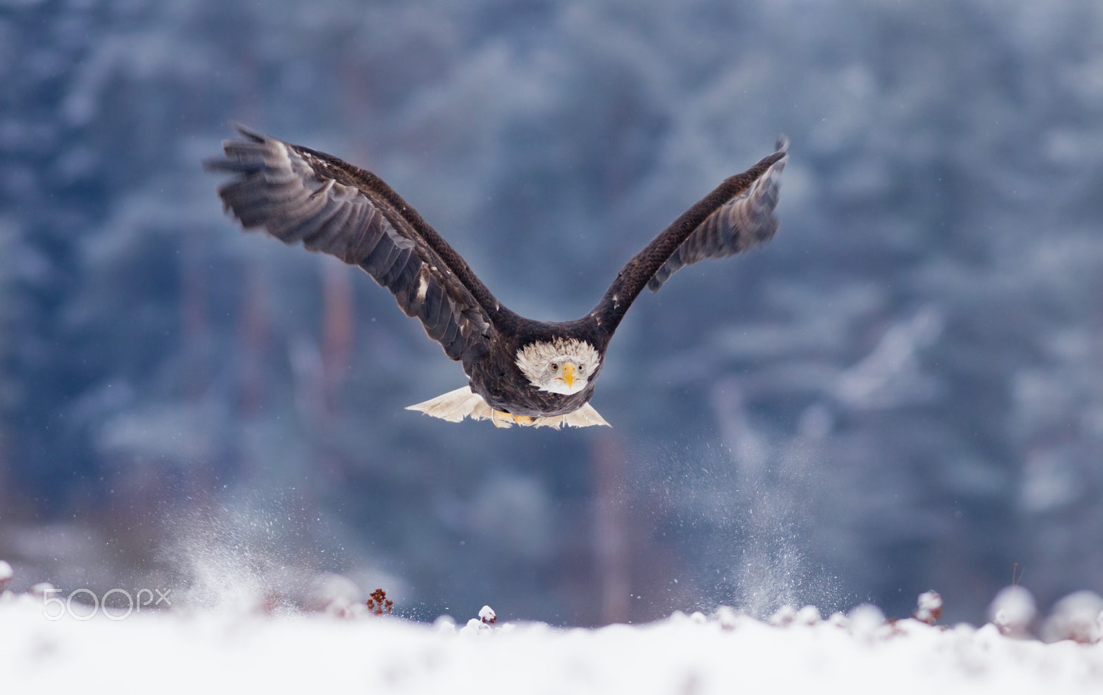 Canon EOS 80D + Canon EF 400mm F5.6L USM sample photo. Orel bělohlavý photography