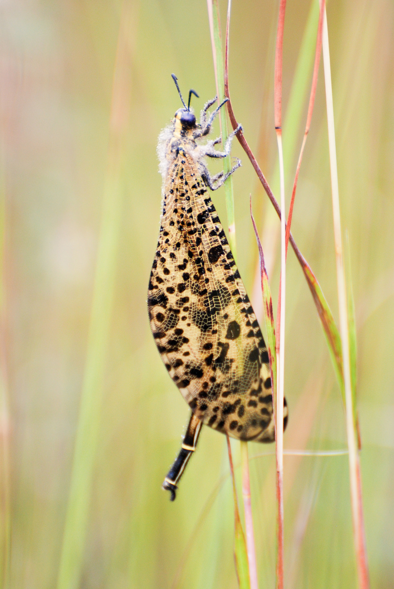 Nikon D80 sample photo. Perdu dans les herbes photography