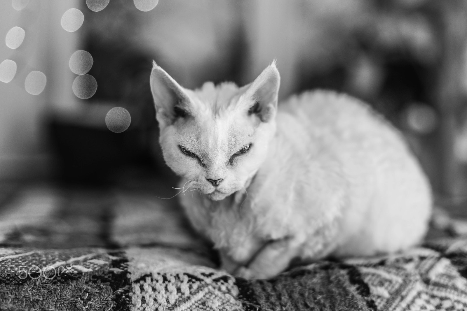 Sony a99 II + Sony 50mm F1.4 sample photo