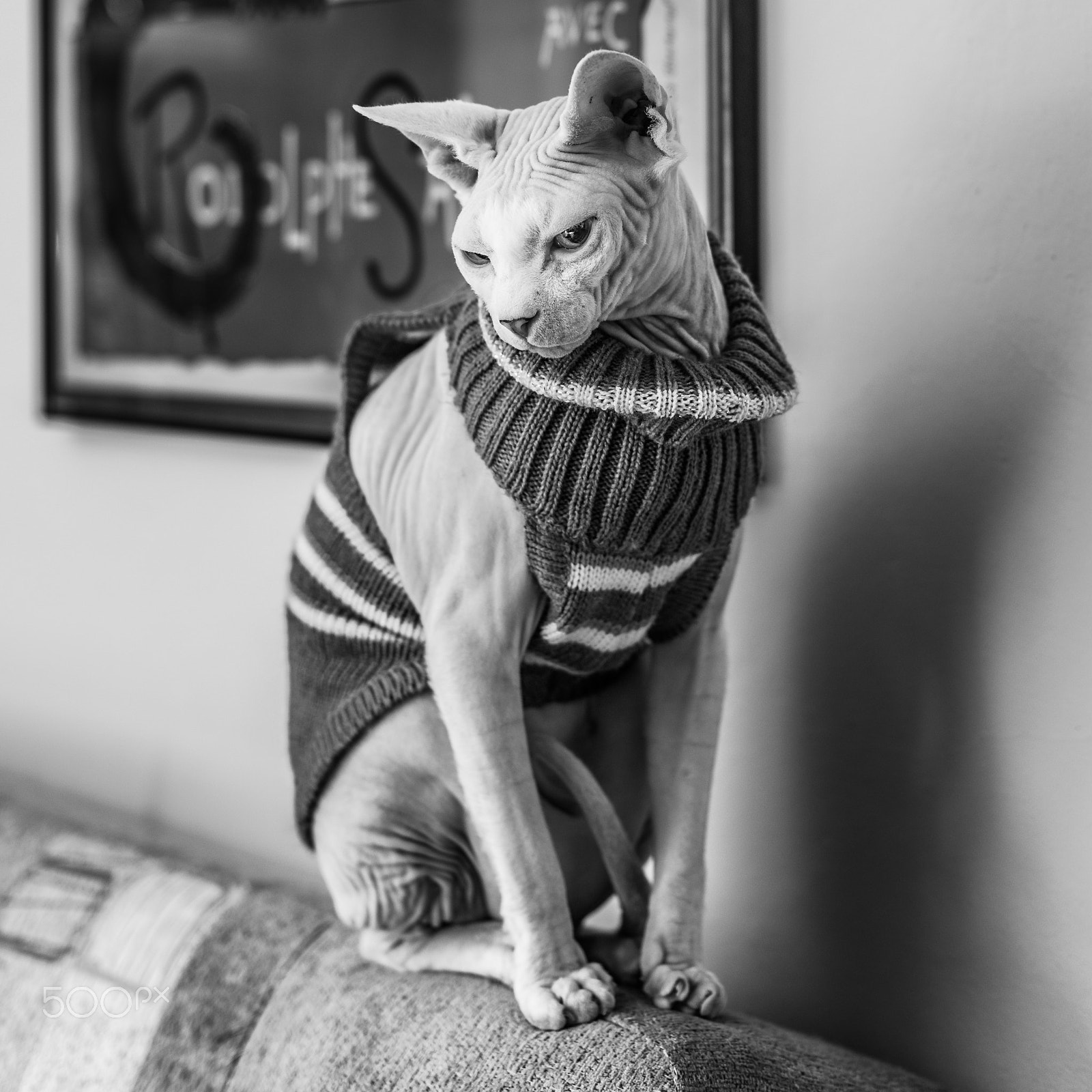 Sony a99 II + Sony 50mm F1.4 sample photo