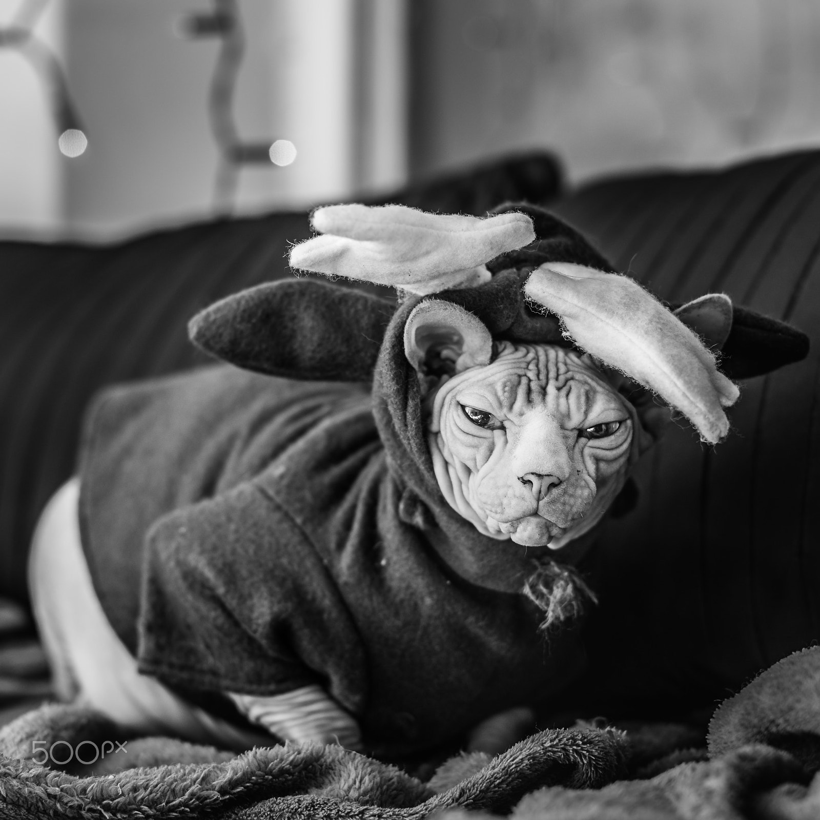 Sony a99 II + Sony 50mm F1.4 sample photo