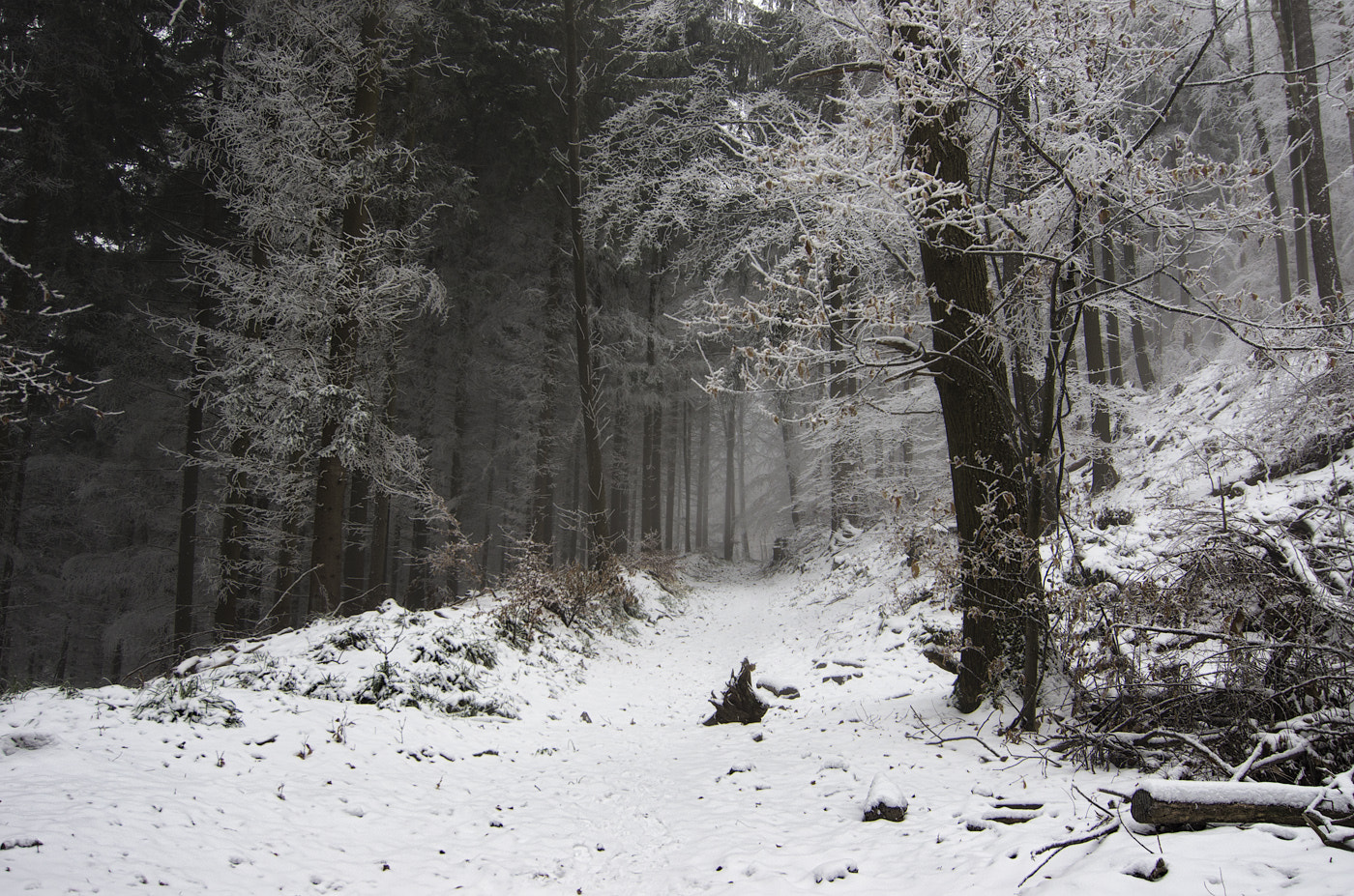 Pentax K-5 sample photo. Fog and frost photography