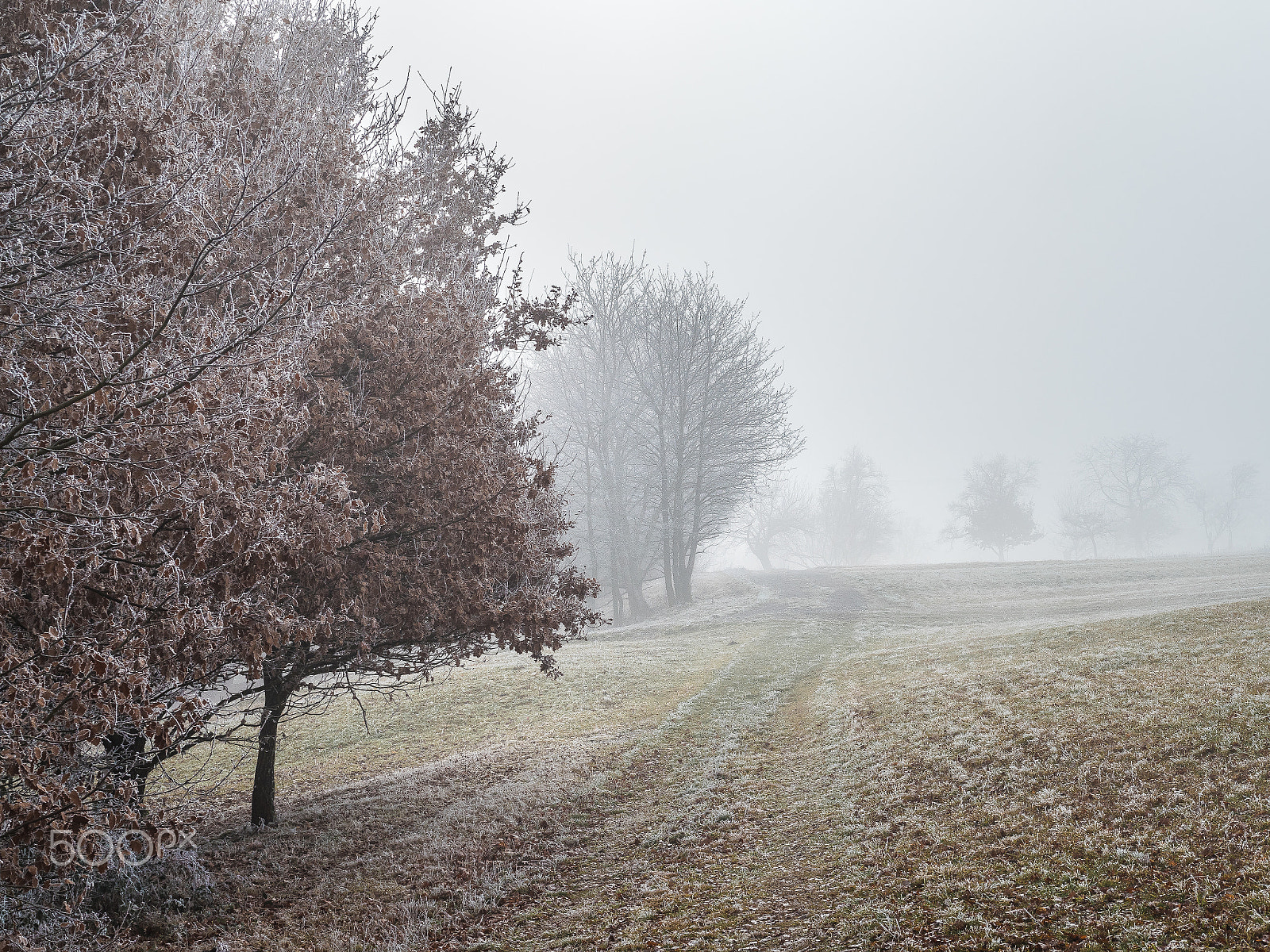 Panasonic Lumix G 42.5mm F1.7 ASPH Power OIS sample photo. A frosty noon excursion photography