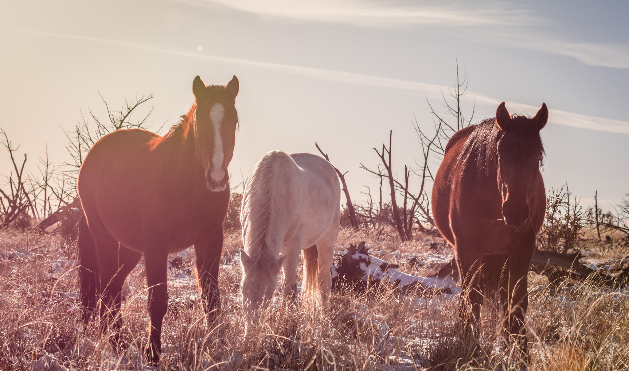 Nikon AF-Nikkor 80-200mm F2.8D ED sample photo. The three amigos photography