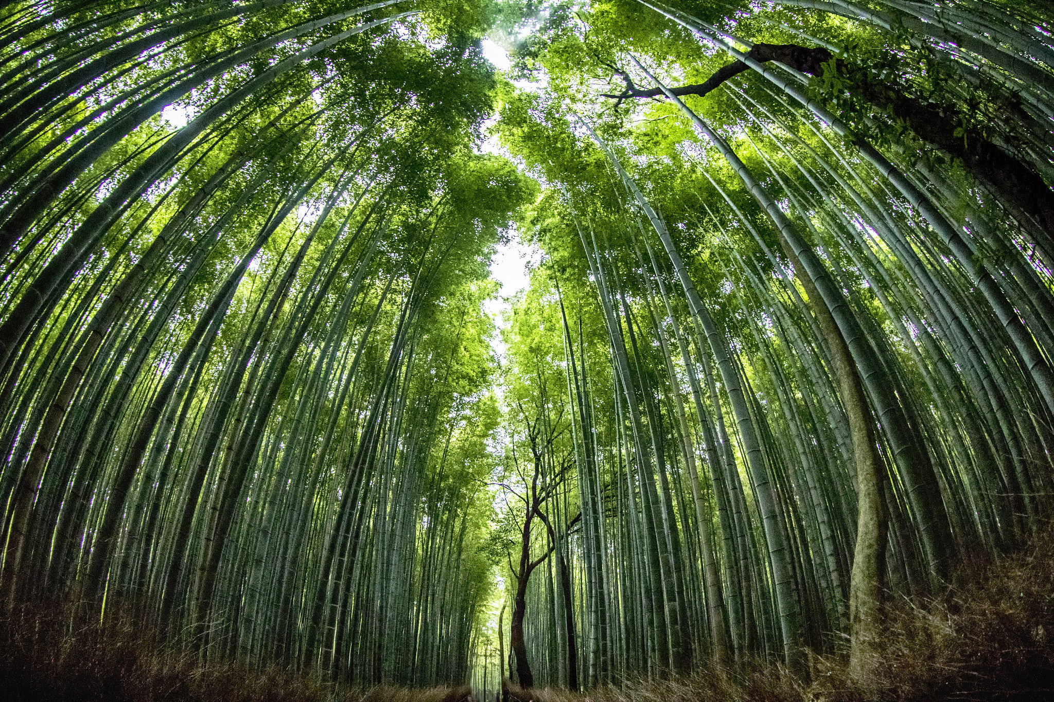 Canon EF 8-15mm F4L Fisheye USM sample photo. Bamboo forrest photography