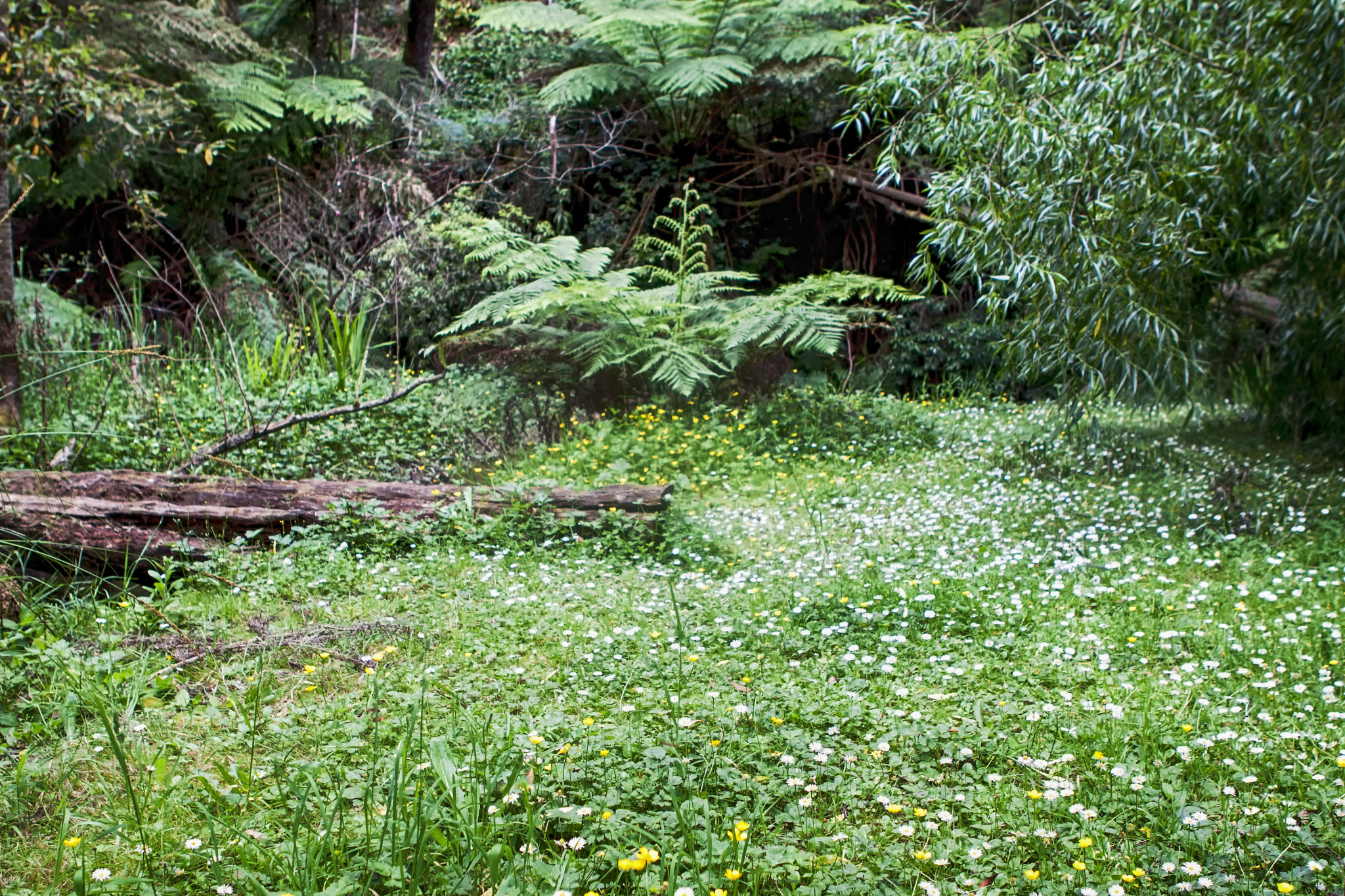 Canon EOS 50D + Canon EF 24-70mm F2.8L USM sample photo. Forest photography