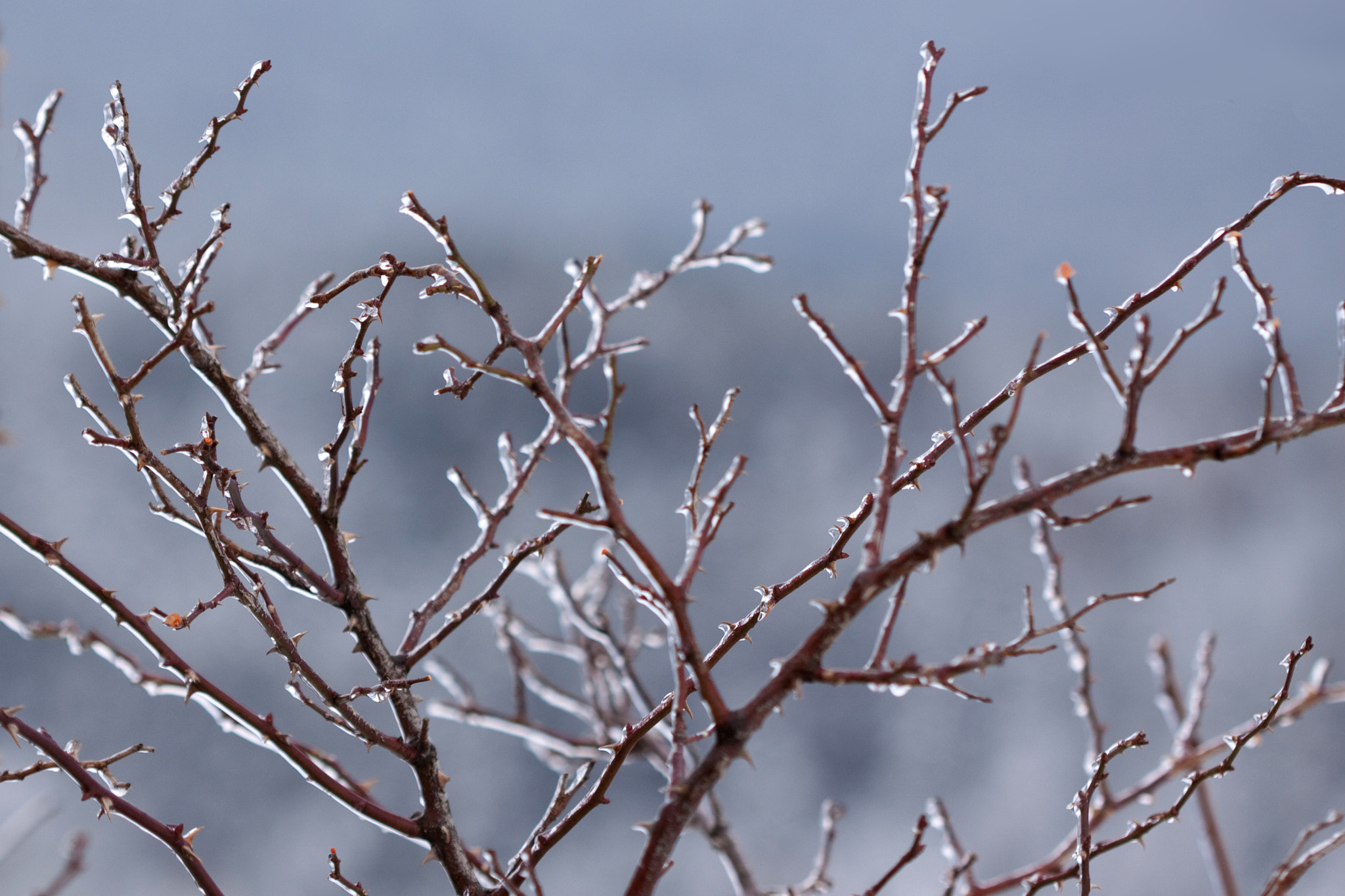 Canon EF 100mm F2.8 Macro USM sample photo. Soulignées (underlined) photography