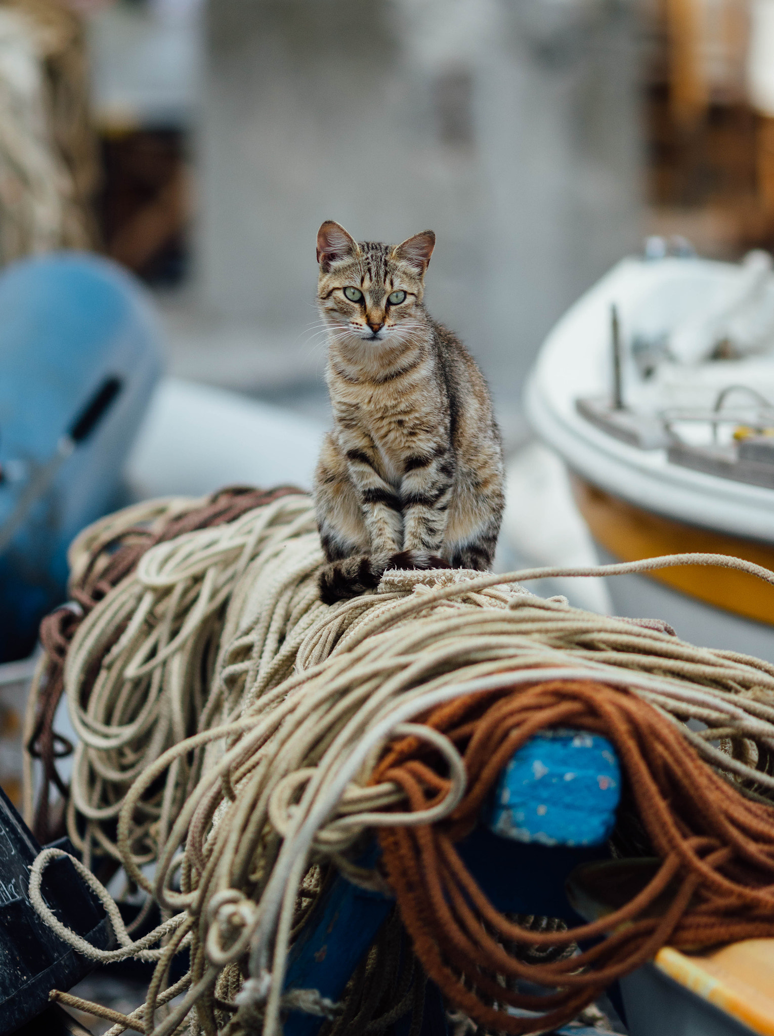 Canon EOS 750D (EOS Rebel T6i / EOS Kiss X8i) + Canon EF 135mm F2L USM sample photo. Positano stray photography