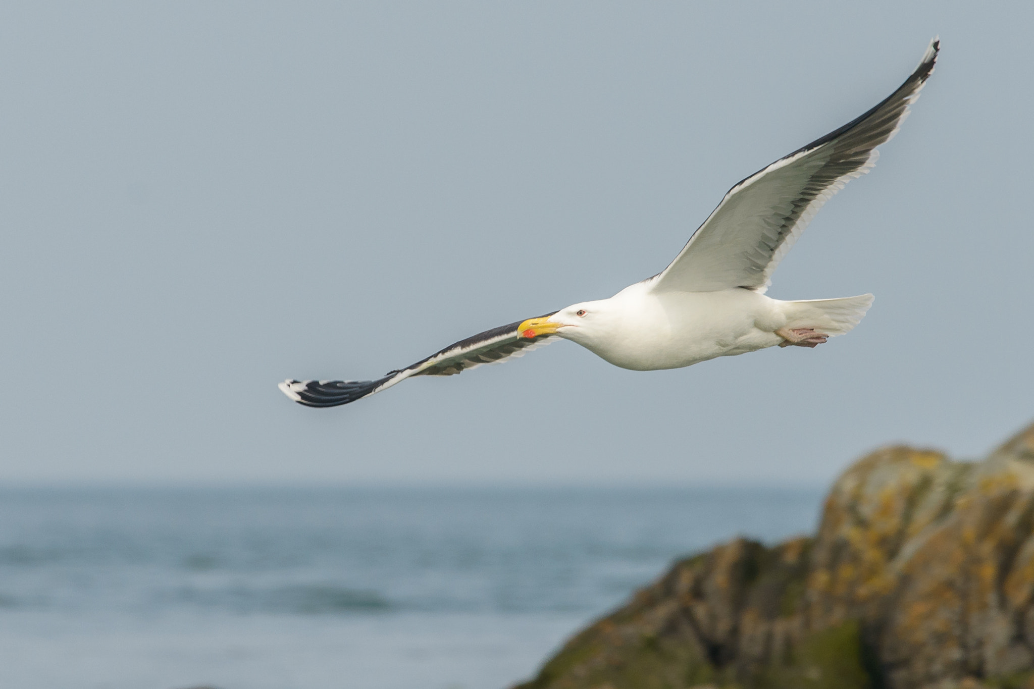 Nikon Nikkor AF-S 300mm F4E PF ED VR sample photo. Lesser black-backed gull photography